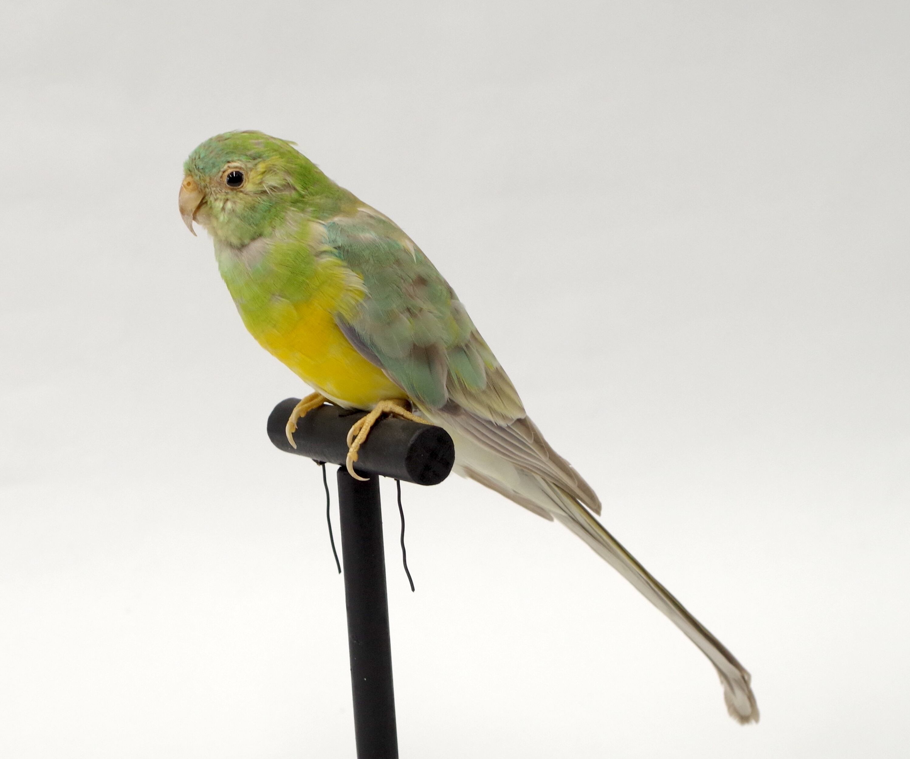 オシドリの剥製 m29479978740_1.jpg?1724311700