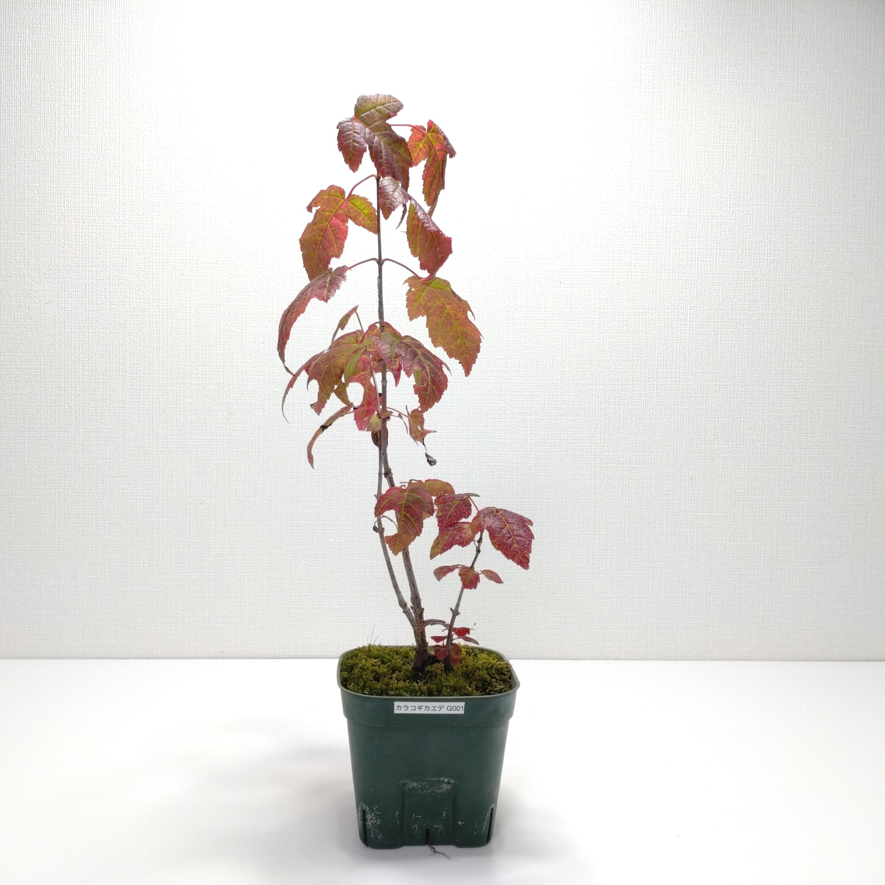 エゴノキ盆栽 SG009 | 盆栽創【Bonsaisou】