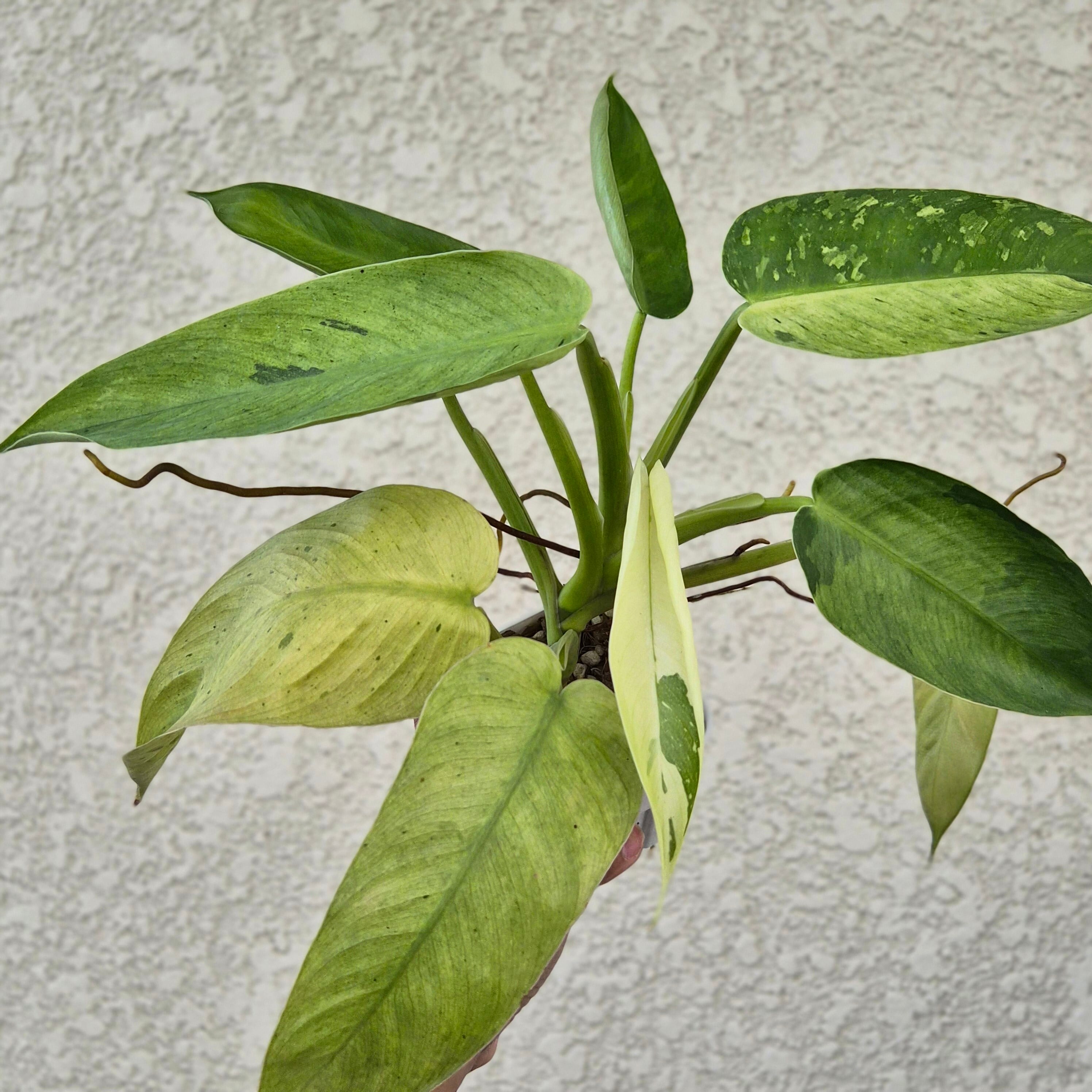 フィロデンドロン ジョセボーノ〕Philodendron Jose Buono 斑入り 観葉