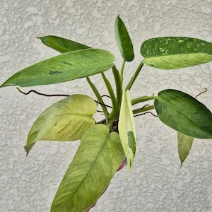 〔フィロデンドロン ジョセボーノ〕Philodendron Jose Buono 斑入り 観葉植物