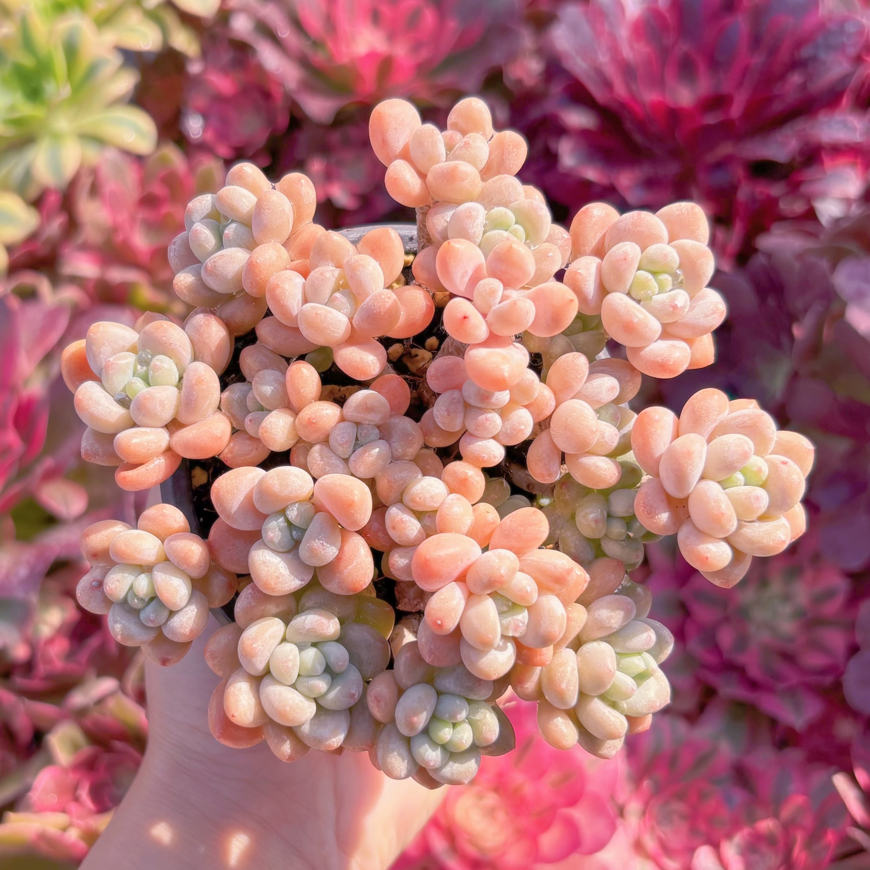 現品　キャビア#M196　群生　新入荷　るる農園