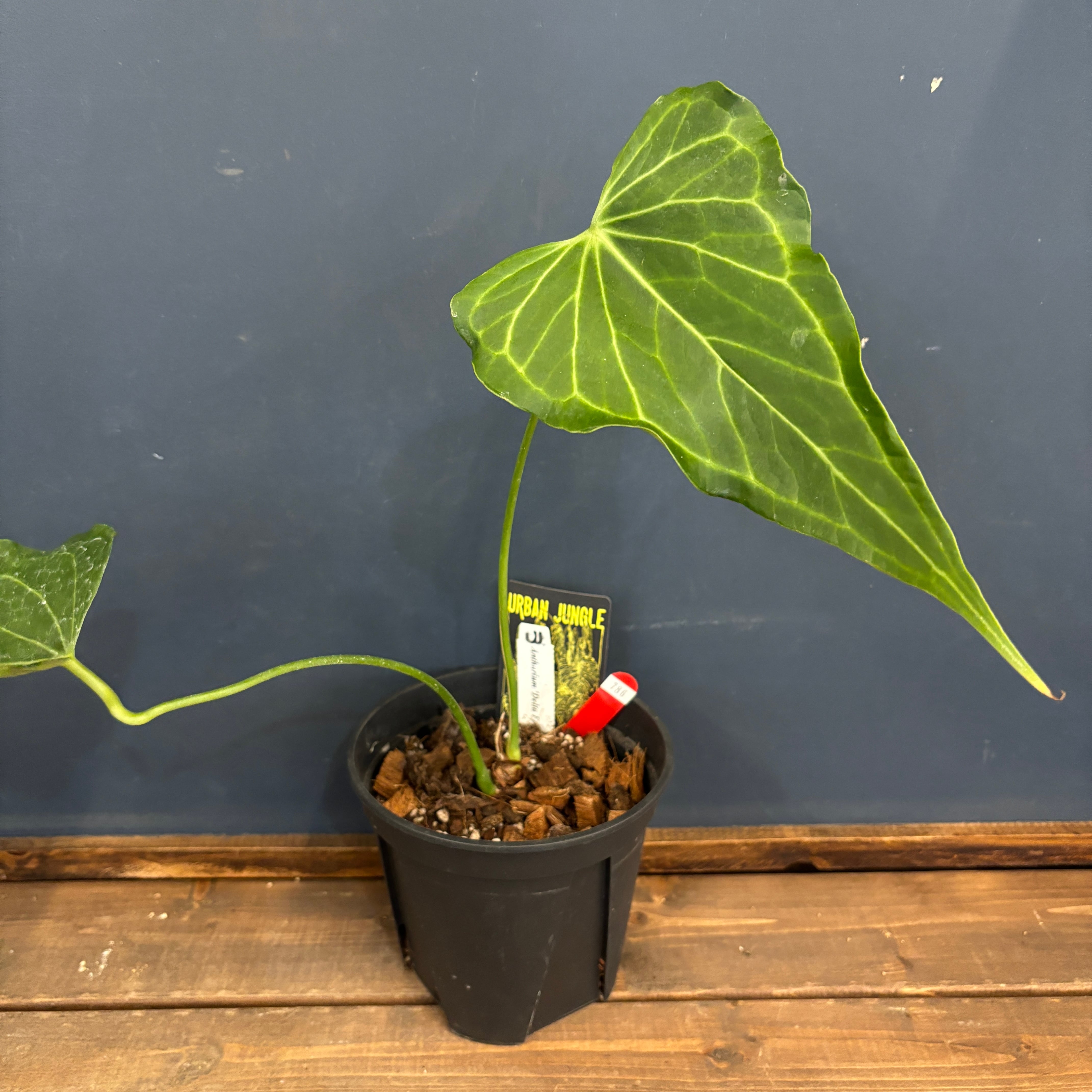 【極美】アンスリウム　デルタフォース　中株　レア種　鉢ごと発送 極美】アンスリウム デルタフォース 中株 レア種 鉢ごと発送 極美