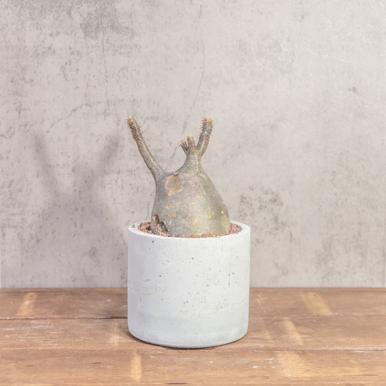 グラキリス(26cm胴回り)|現地株らしい荒肌と生命感あふれる枝ぶり【発根済】【虫発生抑制/手作りモルタル鉢】