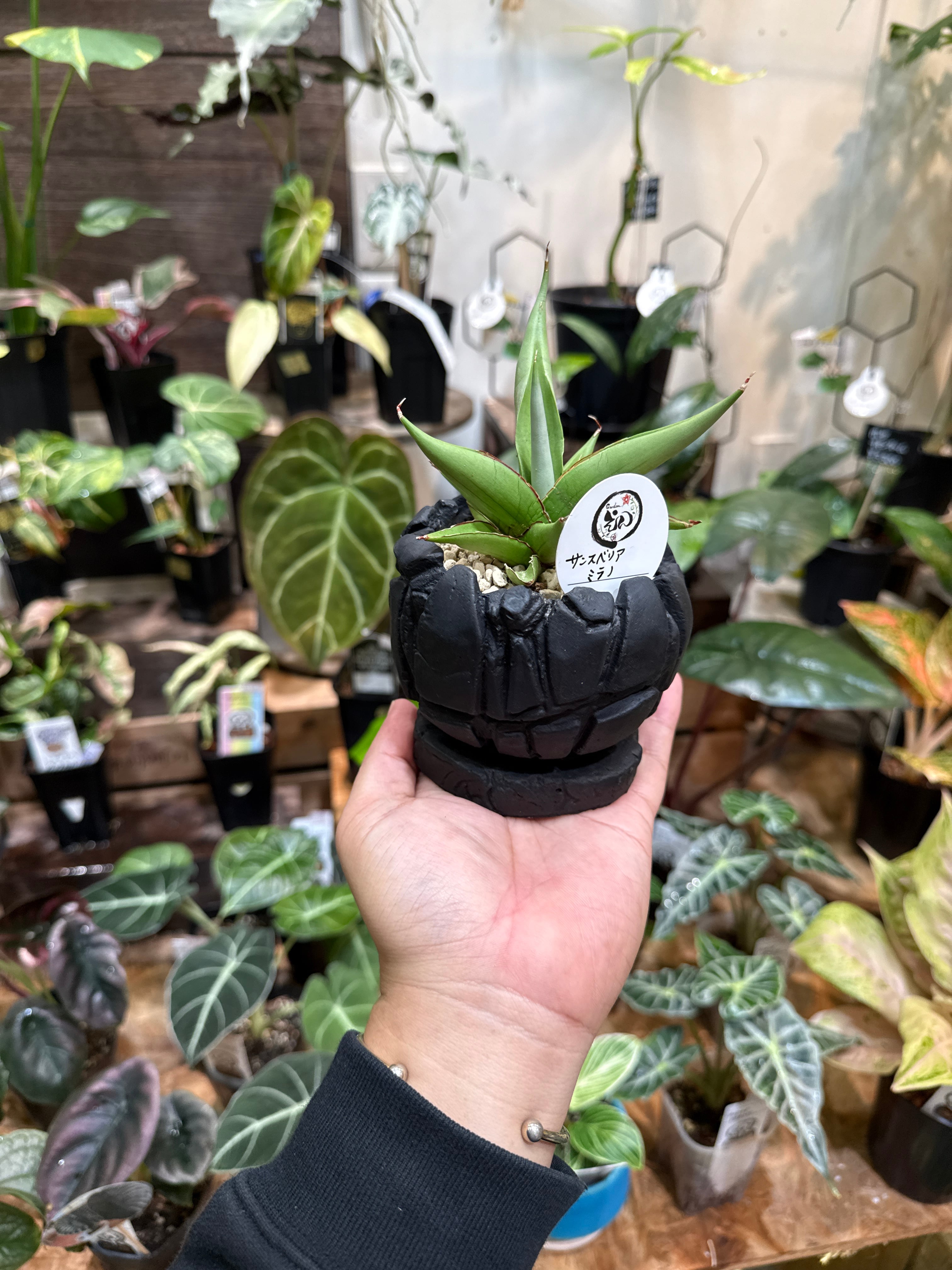 超美形株　美株　サンスベリア　ロリダ　鉢、皿付　●発根、成長確認　宅配便　少斑入 現品お届け】サンスベリア 4号 マンタ 白プラ鉢仕様（S57）｜観葉02-D2