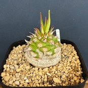 ユーフォルビア サピニー【621】