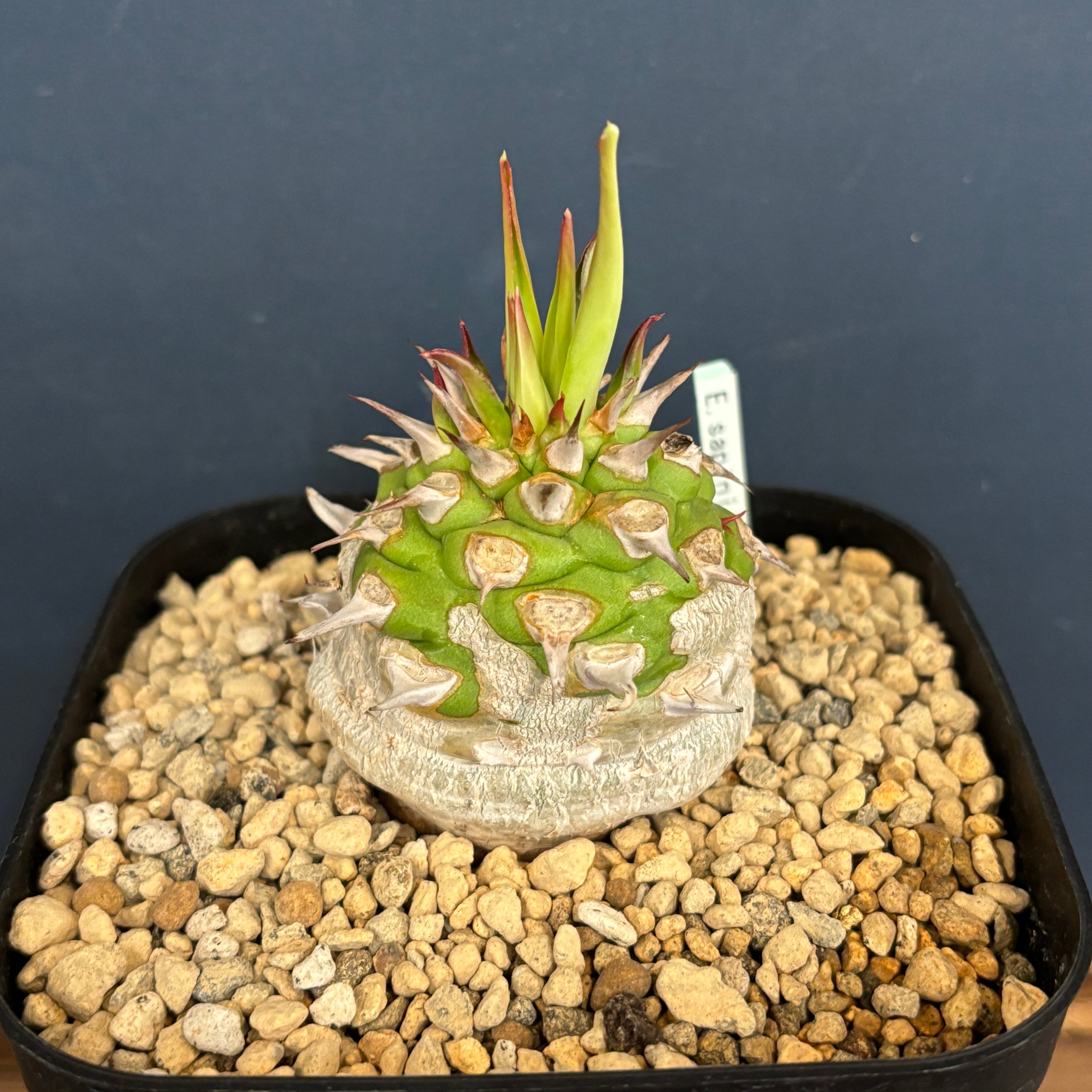 ユーフォルビア サピニー【621】