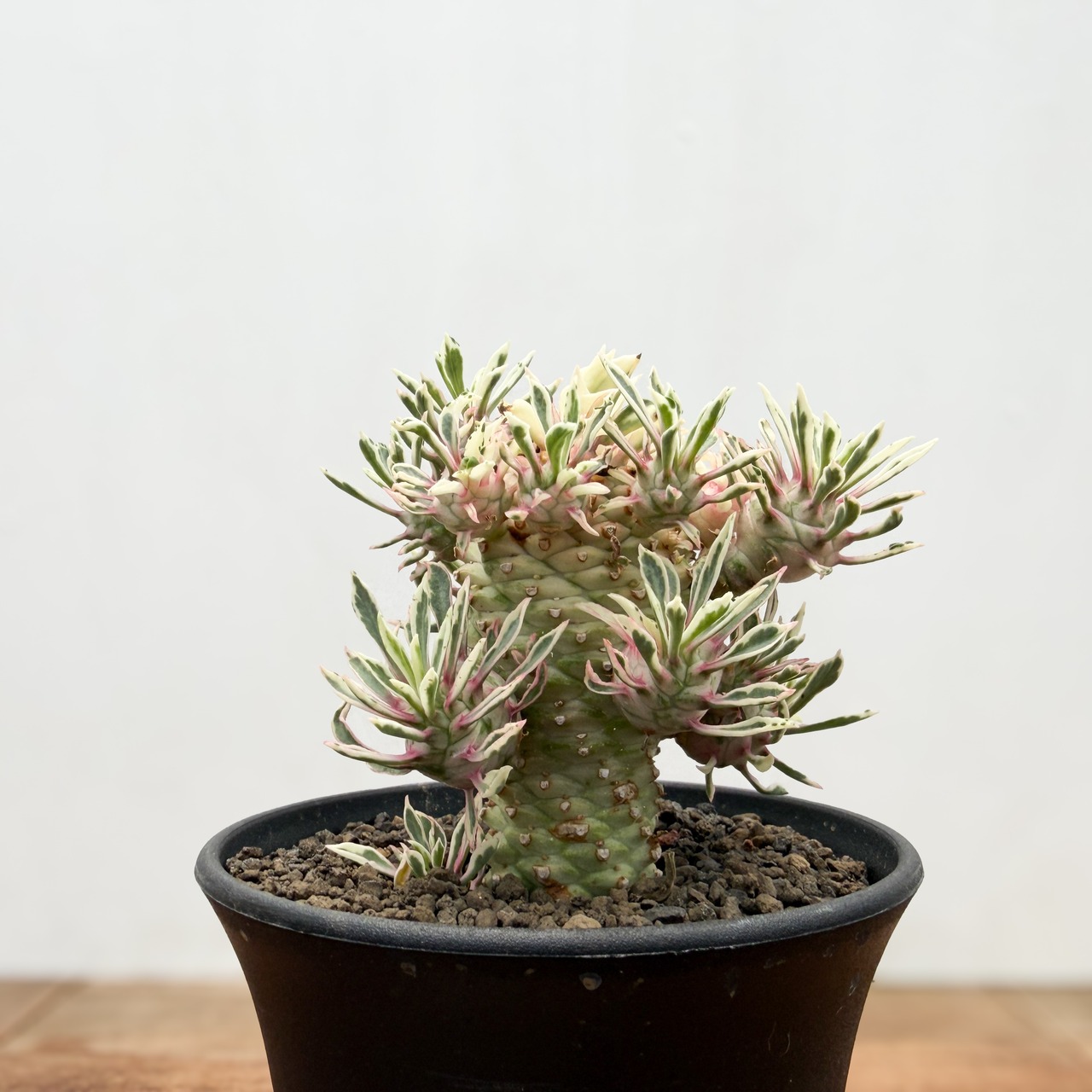 Euphorbia ‘Sotetsukirin’ variegata【ユーフォルビア・蘇鉄麒麟錦】