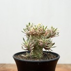 Euphorbia ‘Sotetsukirin’ variegata【ユーフォルビア・蘇鉄麒麟錦】