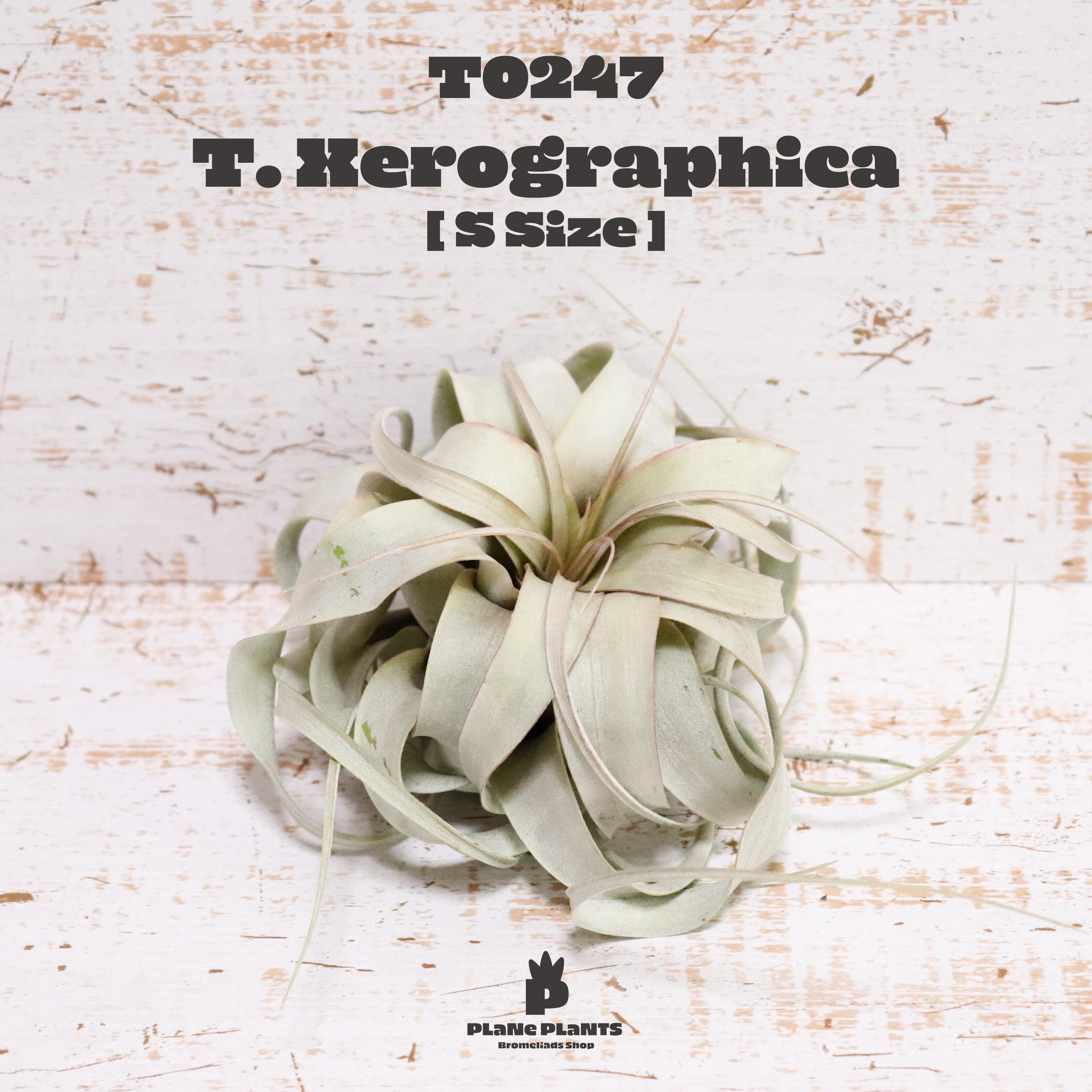 【送料無料】キセログラフィカS〔エアプランツ〕現品発送T0247