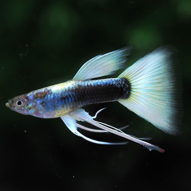 ドイツイエロータキシードリボン　若魚1カルテット＋おまけ1ペア
