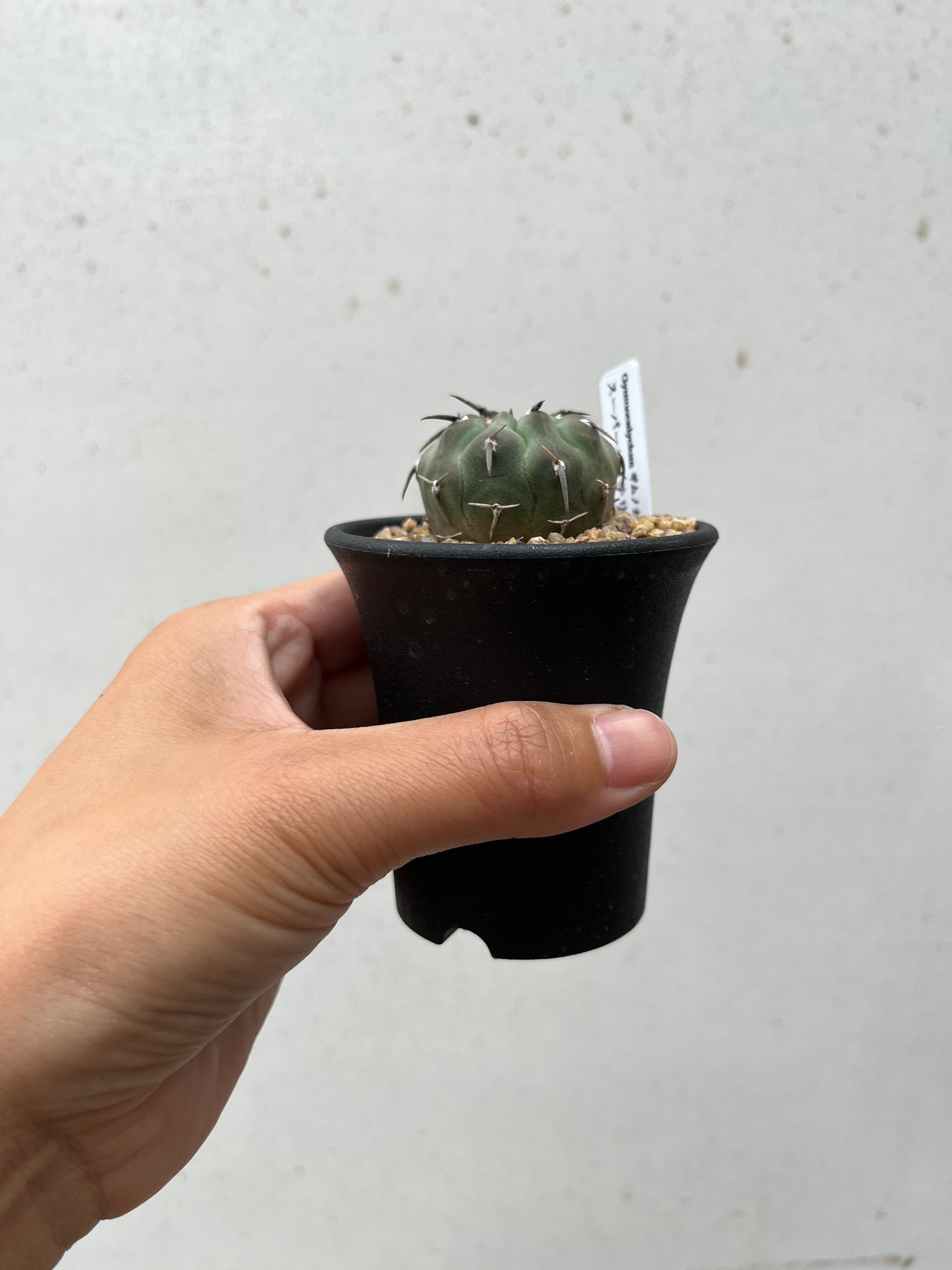 Gymnocalycium vatteri ギムノカリキュウム スーパーバッテリー 一本刺