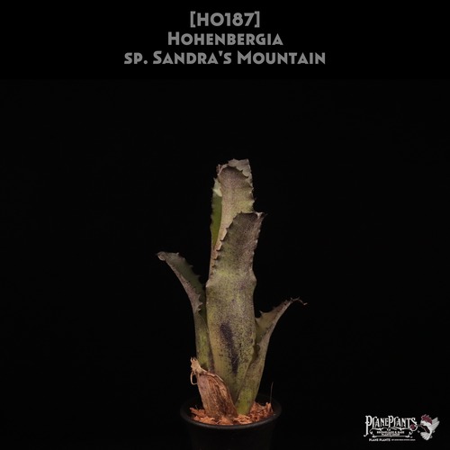 【送料無料】Hohenbergia sp. Sandra's Mountain〔ホヘンベルギア〕現品発送H0187