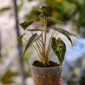 アロカシア バンビーノ イエロー / Alocasia bambino variegated 'Yellow'⑫ / 観葉植物