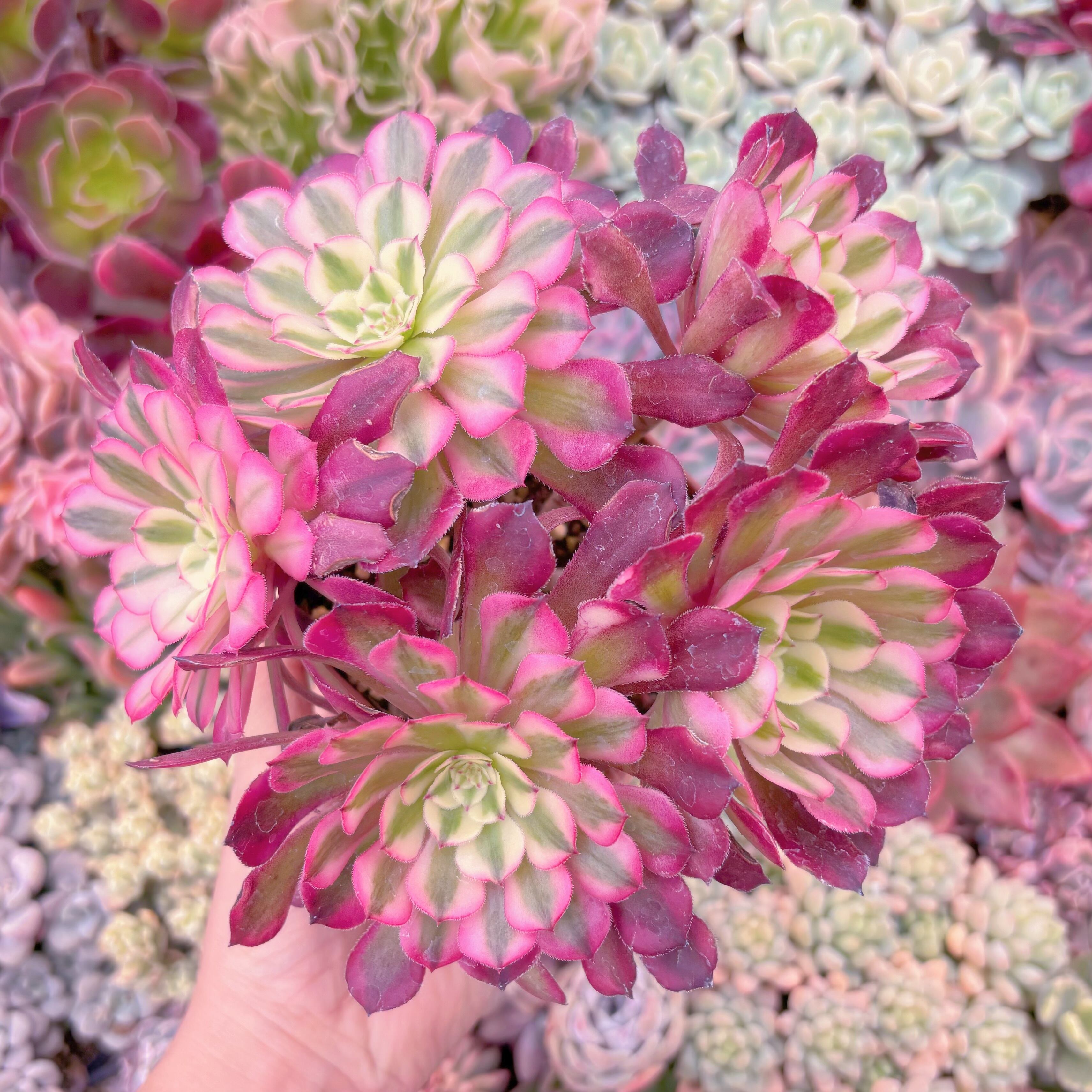 現品　ブラックチェリー#787　大群生　るる農園