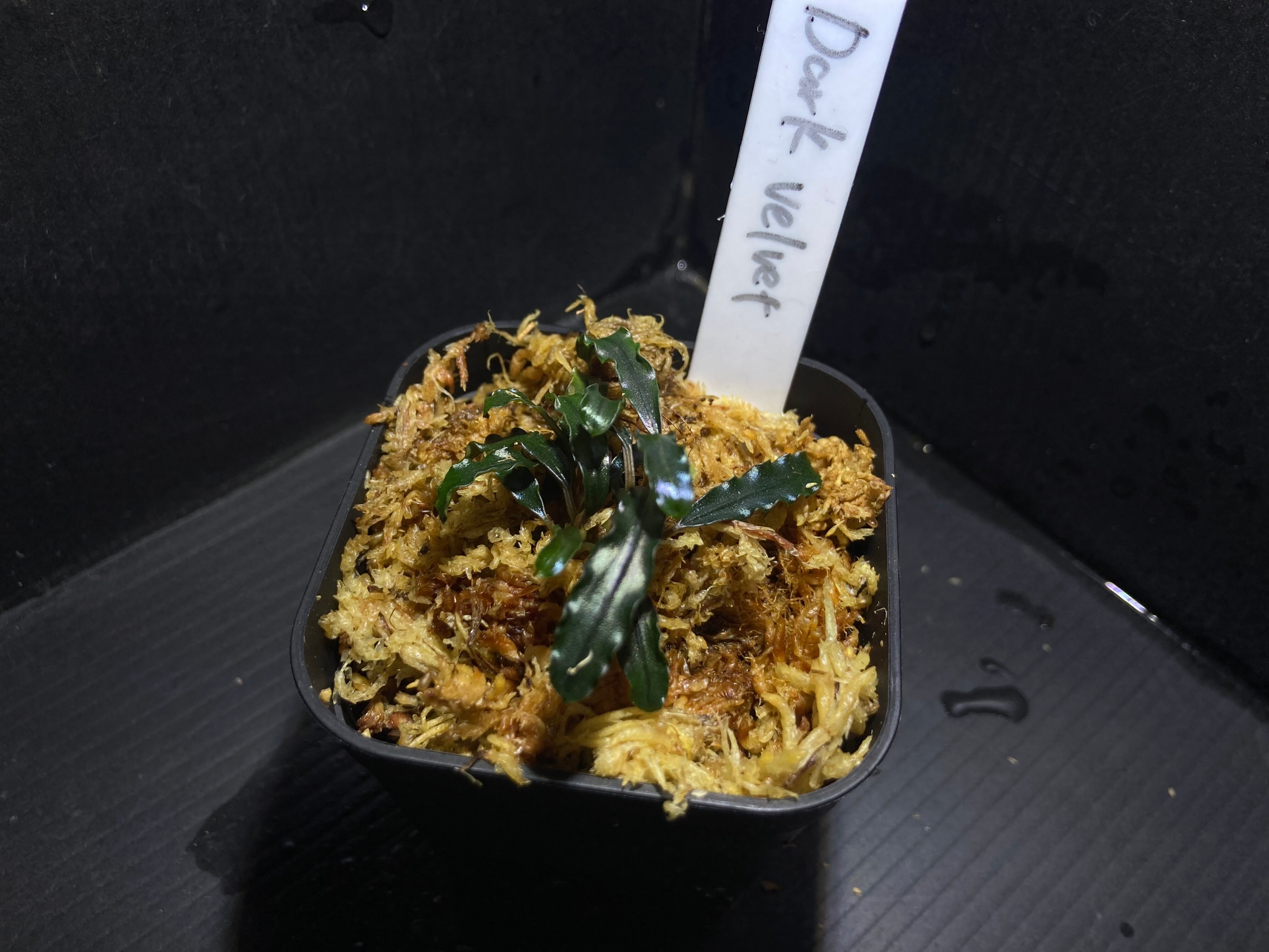 ブセファランドラ spロイヤルダークメタリック ブセファランドラ sp ダークメタリック｜Yahoo!フリマ（旧PayPay