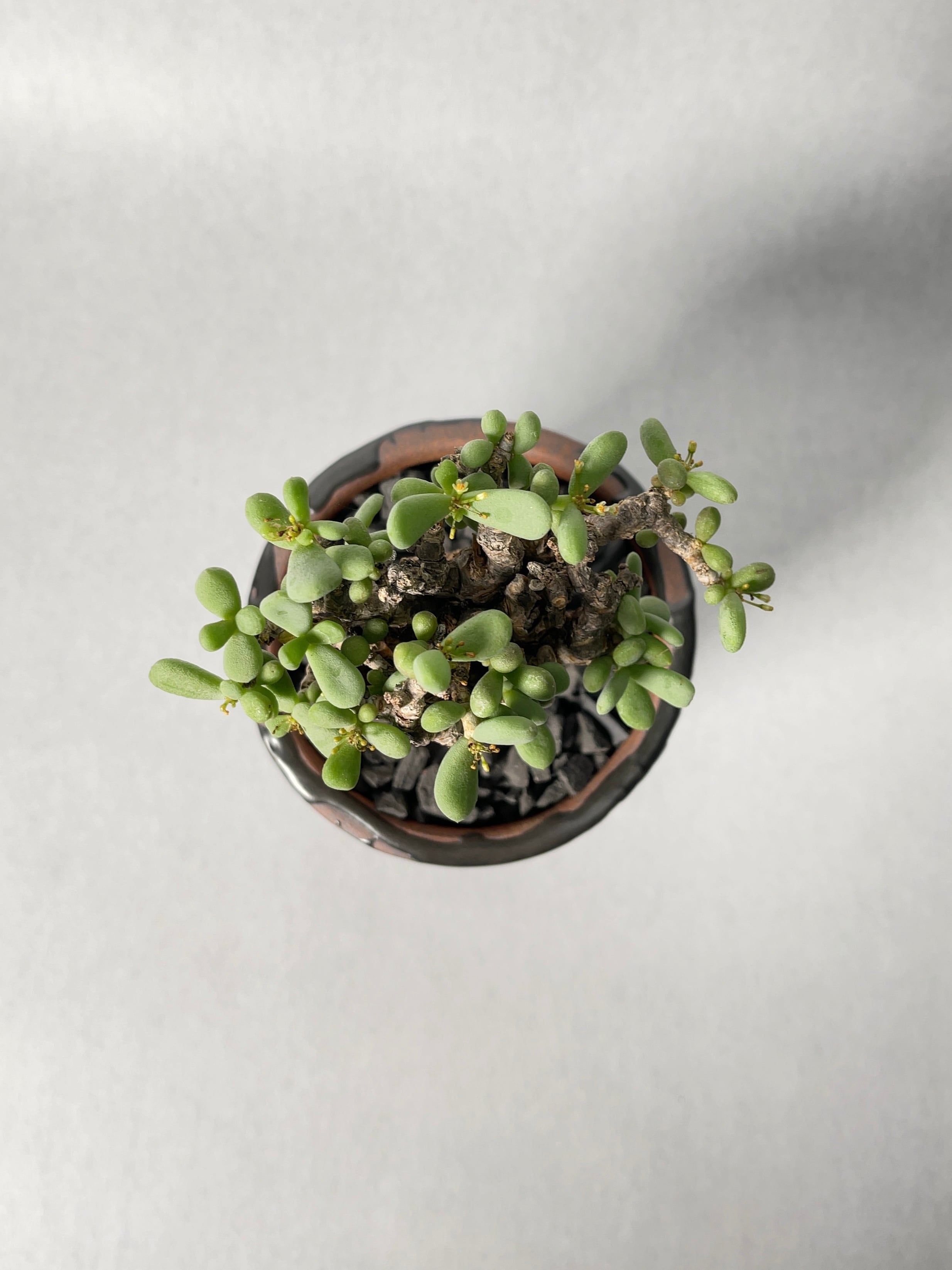 ケラリア　ピグマエア　綴化 ケラリア ピグマエア 綴化 ケラリア・ピグマエア | trigger