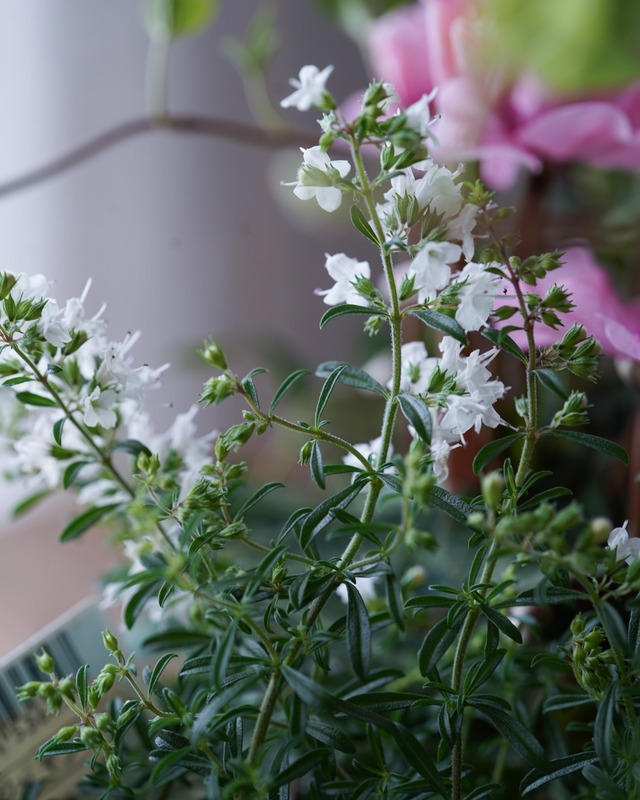 【花苗セット】イリュージア ピンクラテ・生い茂る森のシクラメンセット