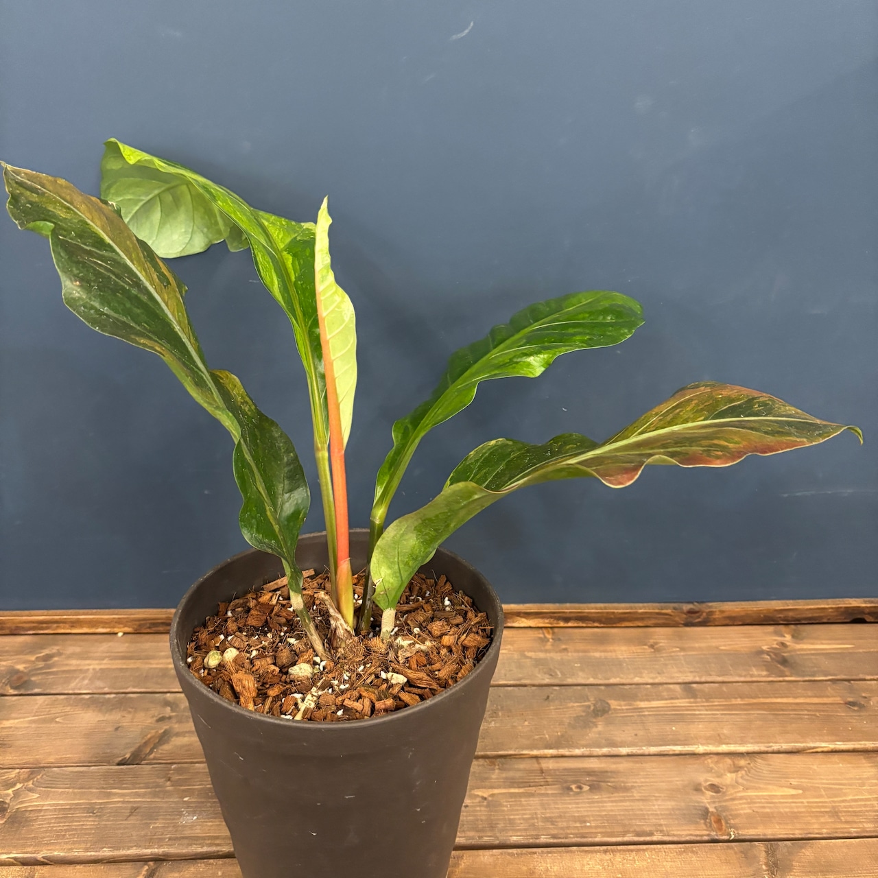 アンスリウム フーケリー 斑入り【506】