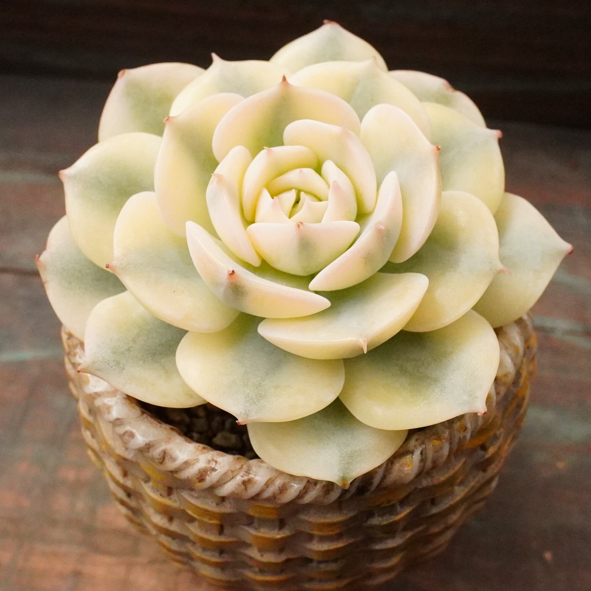 すべての商品 | E-TANIKU