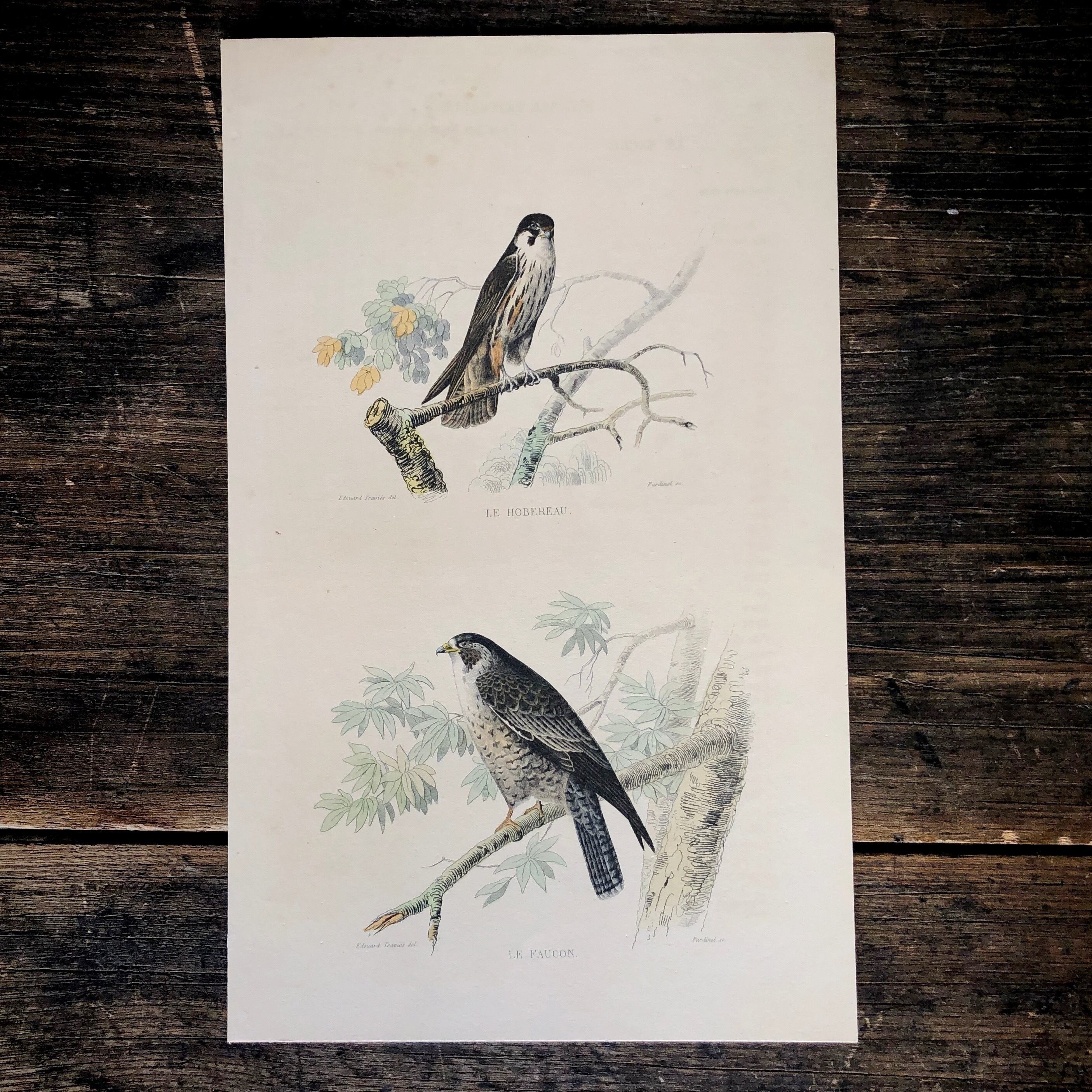 絵画　ハヤブサ　大きな作品 アンティーク鳥類博物画「チゴハヤブサ、ハヤブサ」 | メルキュール骨董店