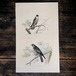 アンティーク鳥類博物画「チゴハヤブサ、ハヤブサ」