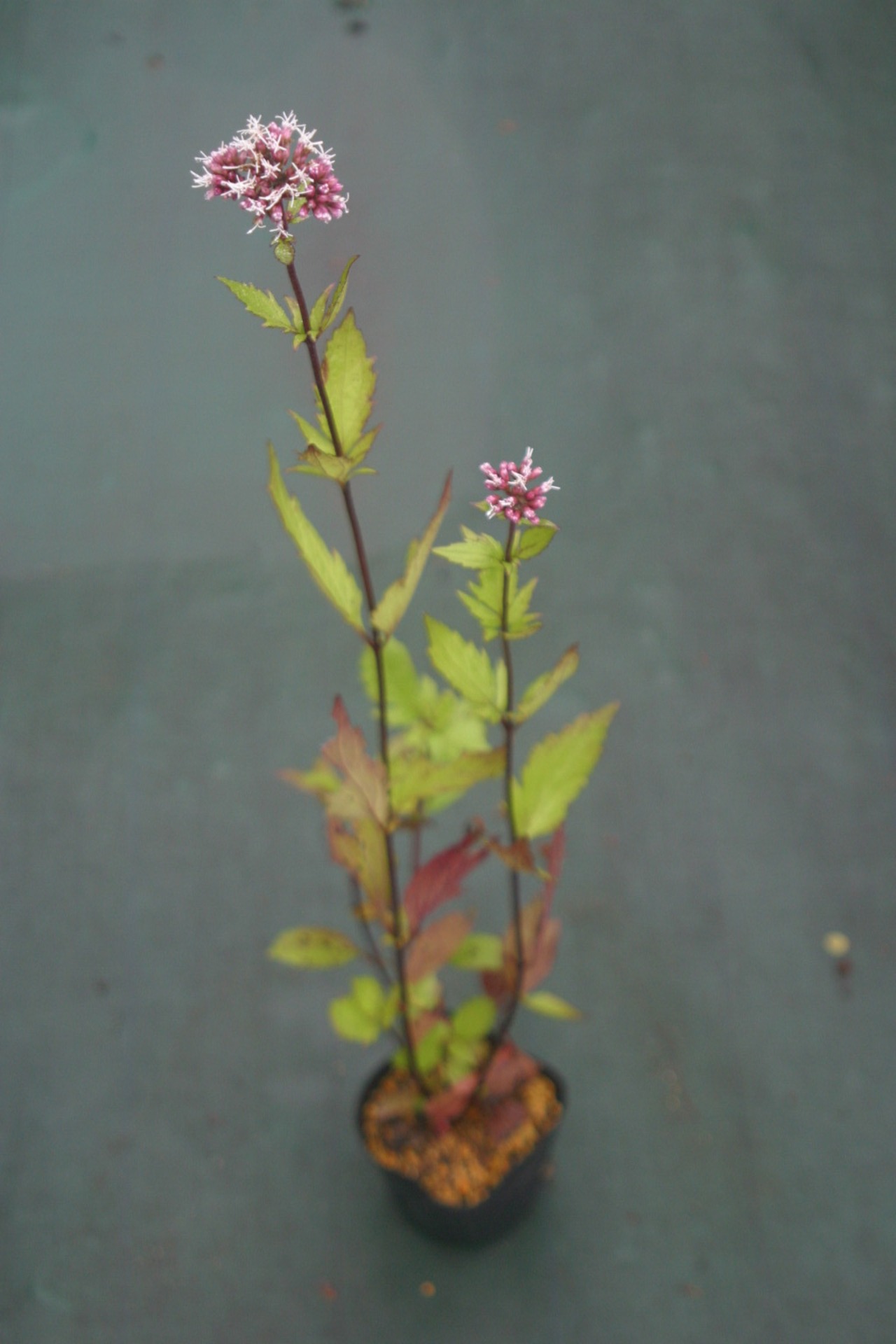 アカバナタマザキフジバカマ（赤花玉咲藤袴）9ｃｍ〜１０，５ｃｍポット　【山野草】の画像02