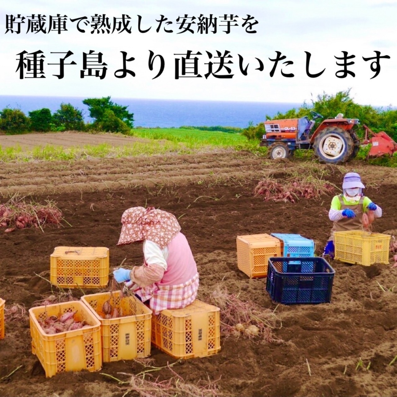 安納芋 Sサイズ 3kg(箱別)・画像8