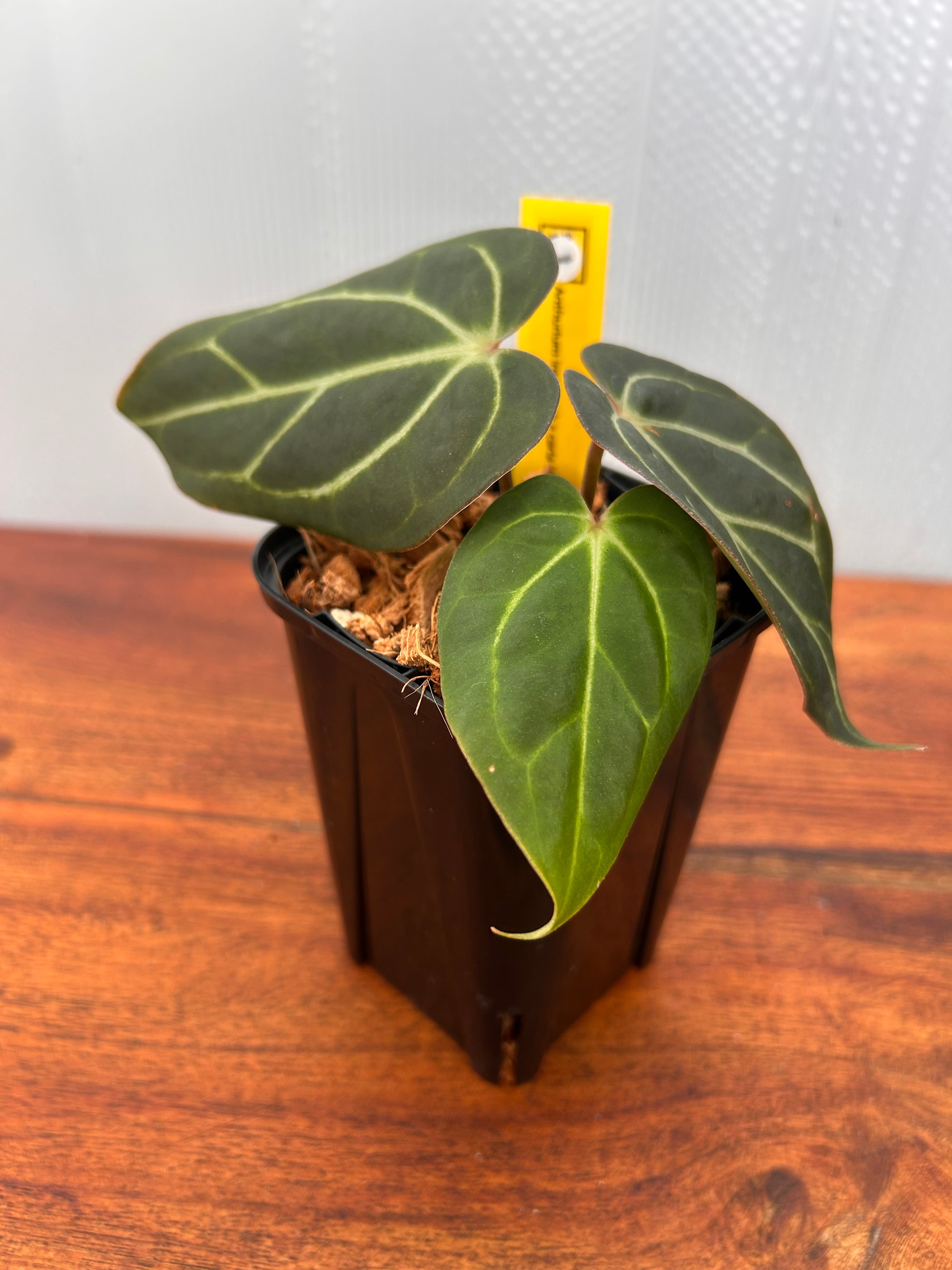 Anthurium | BALI-AN 園芸