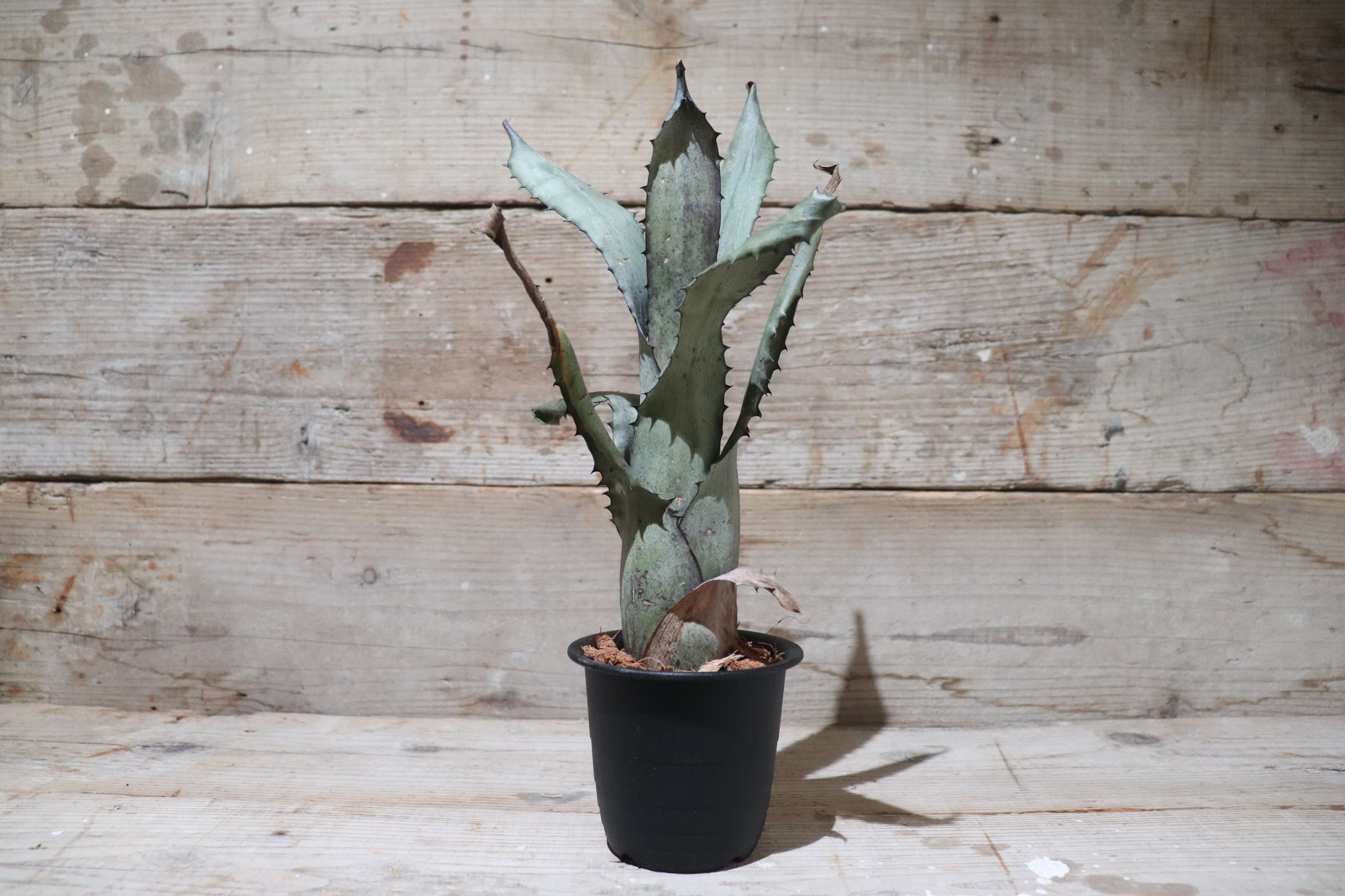 ブロメリア・エアープランツ Hohenbergia Lemei #2203 ホヘンベルギア・レメイ Hohenbergia lemei タンクブロメリア