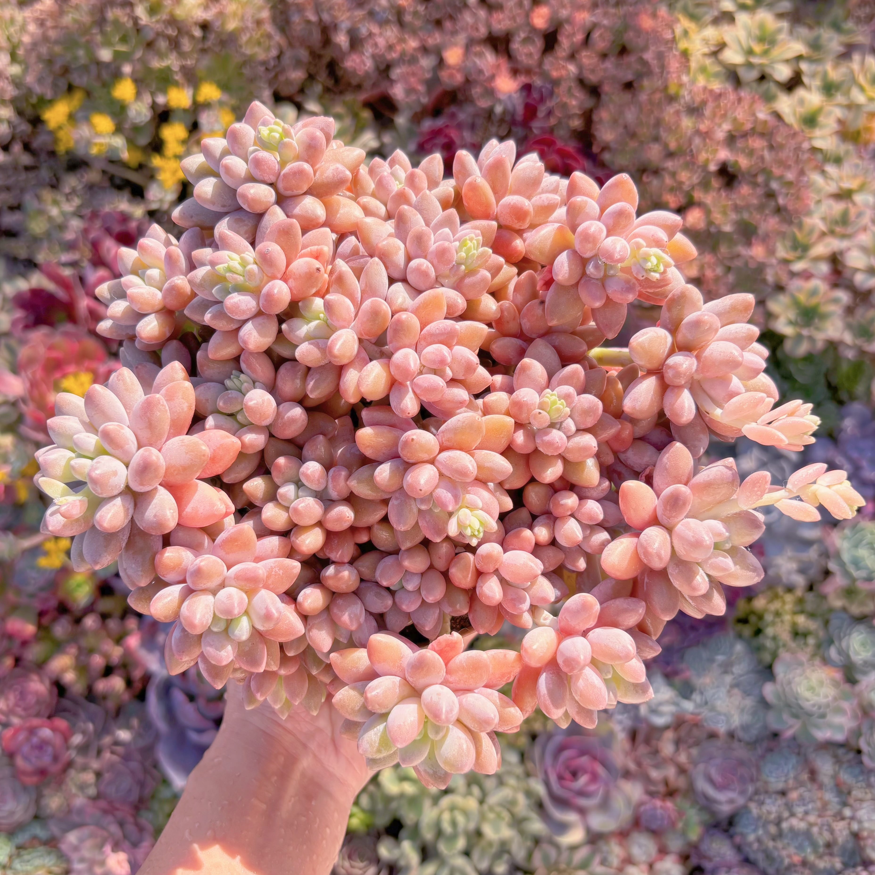 現品　桃美人#888　新入荷　るる農園