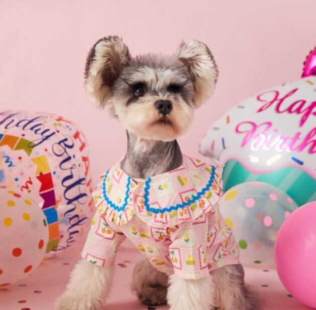 《予約》1102162 さくらんぼとチューリップのラペルシャツ