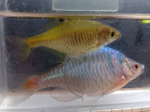 タイリクバラタナゴ（カガミ鱗）　ペア
