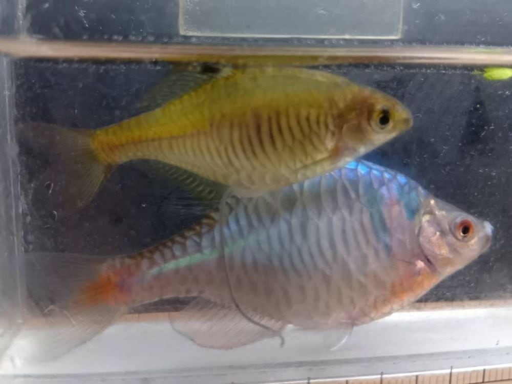 タイリクバラタナゴ(カガミ鱗) ペア