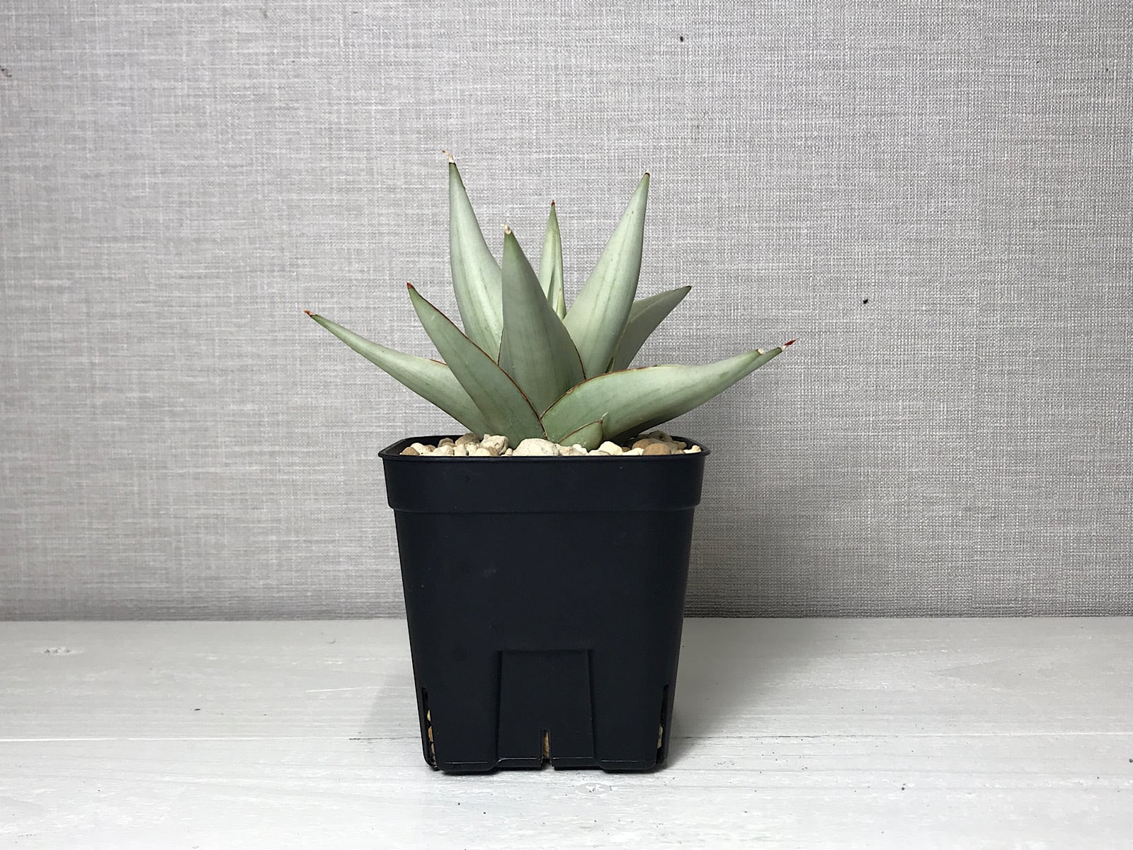 サンスベリア チャニン