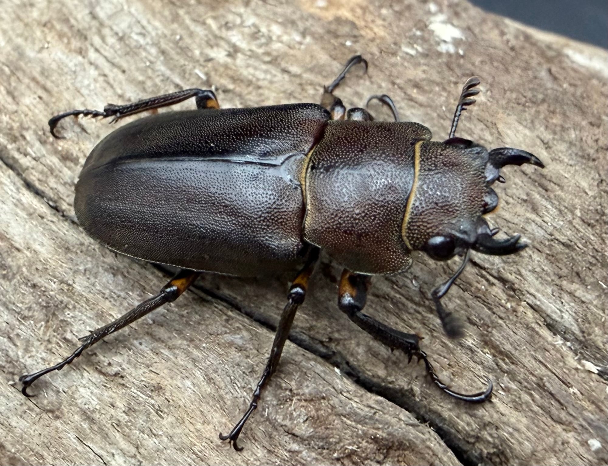 ハスクチップ 10L | KPW公式オンラインショップ