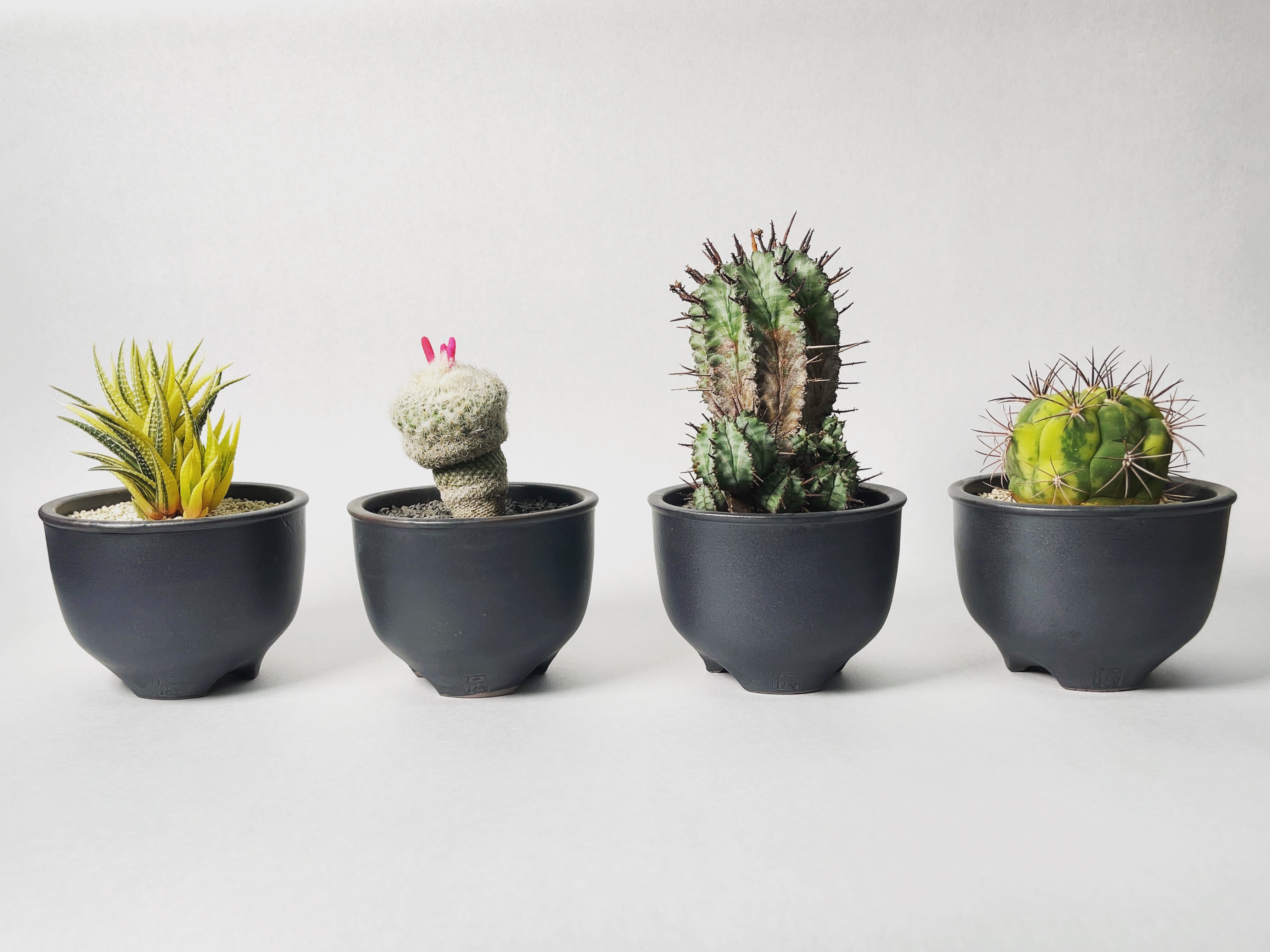 ハオルチア・松の霜錦 | trigger