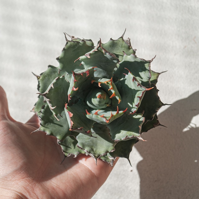 【初売り!!】アガベ 蠍蟹B (ヒメサソリガニ) No.1