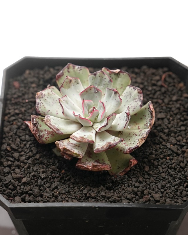 微発根カット苗 ストリクティフローラ ノバ Echeveria strictiflora Nova