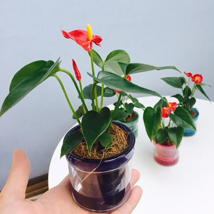 マイクロアンスリウム 2 5号 アクアポット鉢 送料込 よいはな Yoihana 最高品質のお花をお届けするネット通販 マイクロアンスリウム 2 5号 アクアポット鉢 送料込 よいはな Yoihana 最高品質のお花をお届けするネット通販