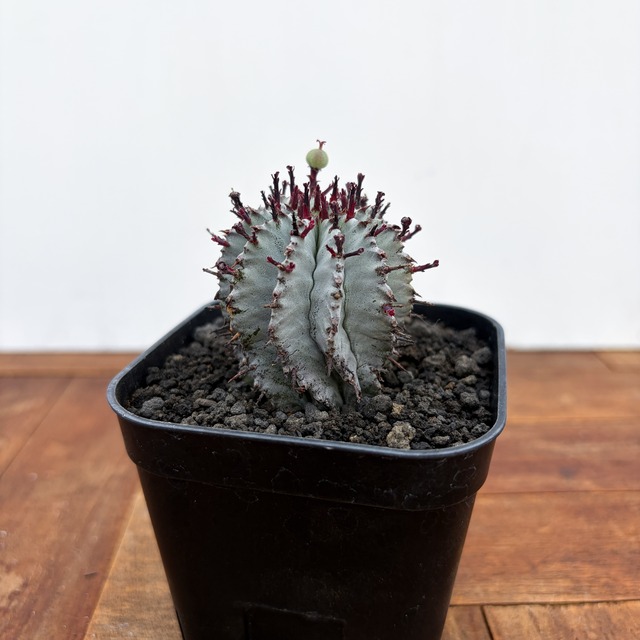 Euphorbia polygona×horrida【ユーフォルビア・ポリゴナホリダ】
