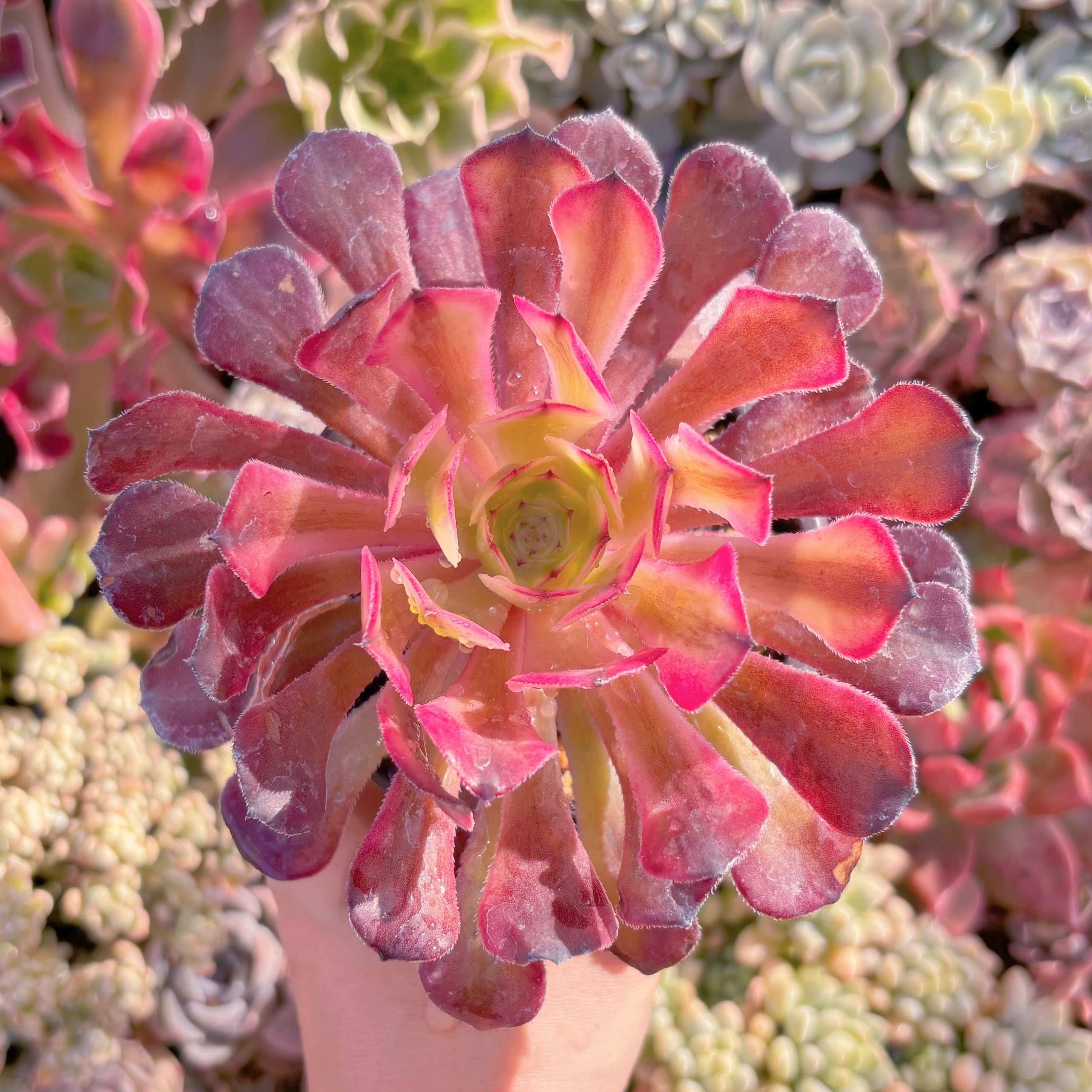 現品　マリド錦#2200　るる農園