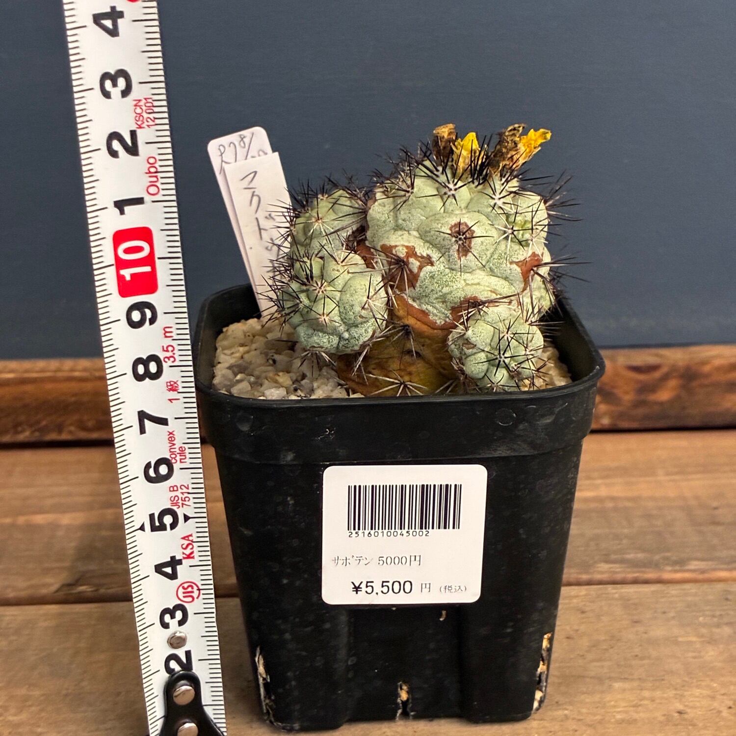 Copiapoa】サボテン オルテゴカクタス マクドガリー実生【208