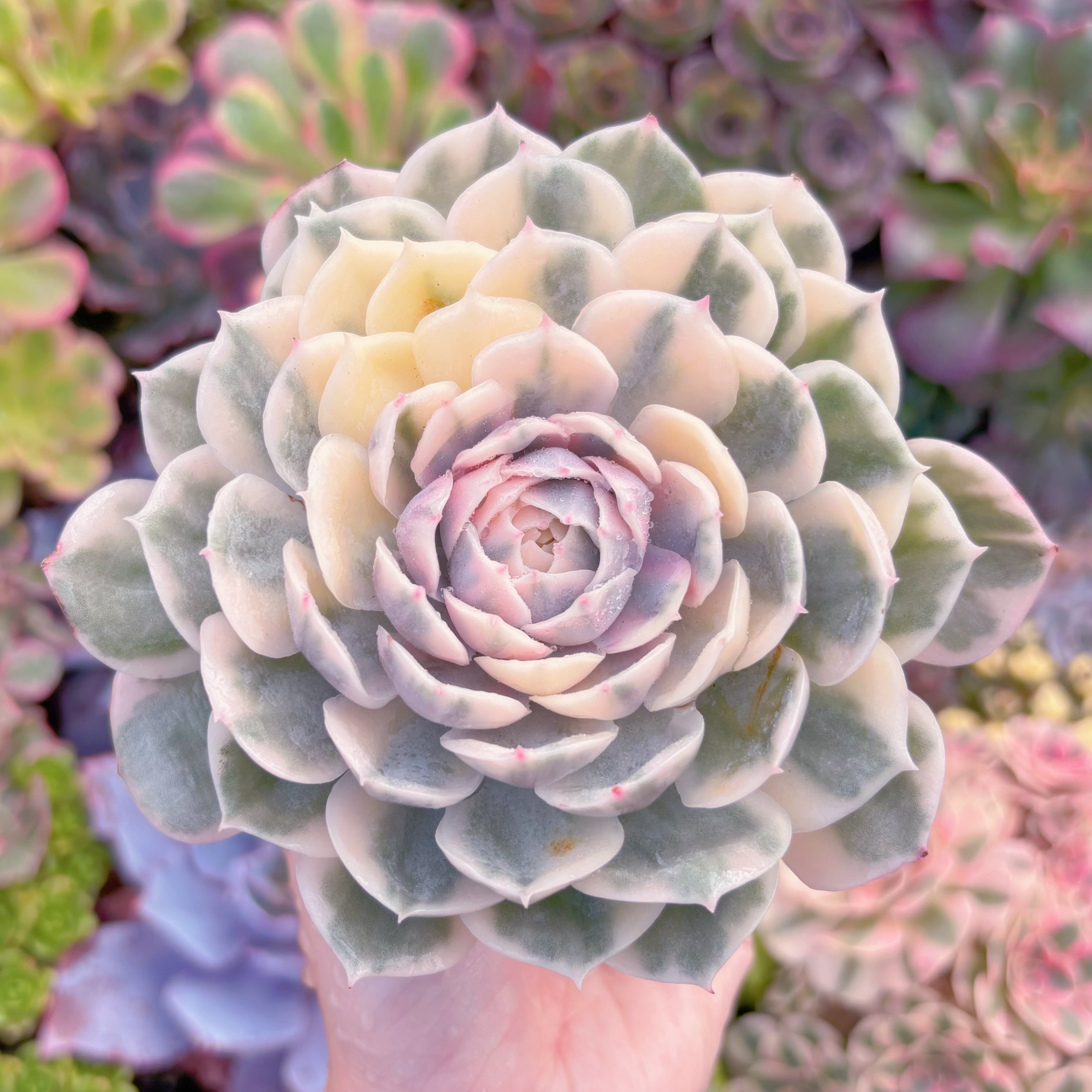 現品　オンスロー錦#A099　大苗　るる農園