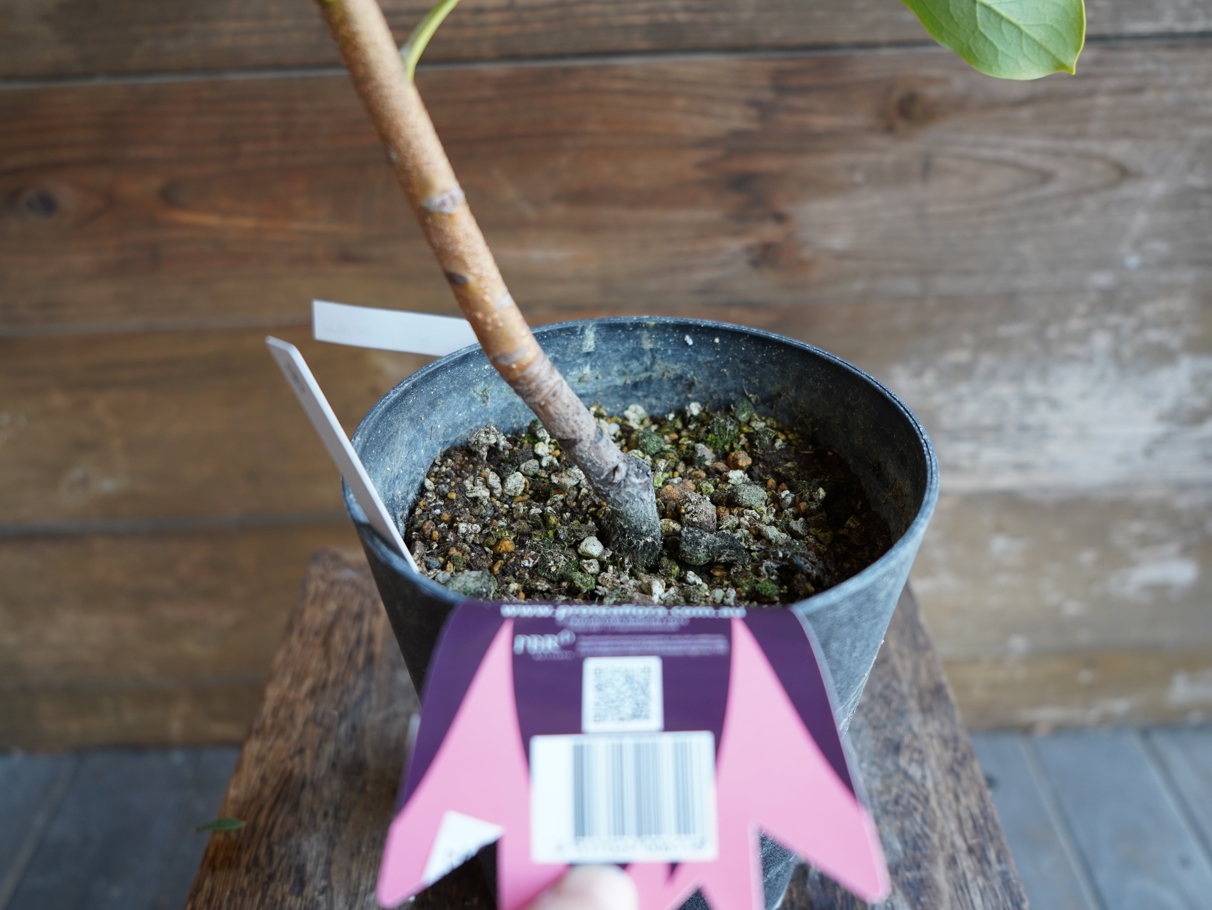 【現物】テロペア　”シェイディレディホワイト”　5号　B