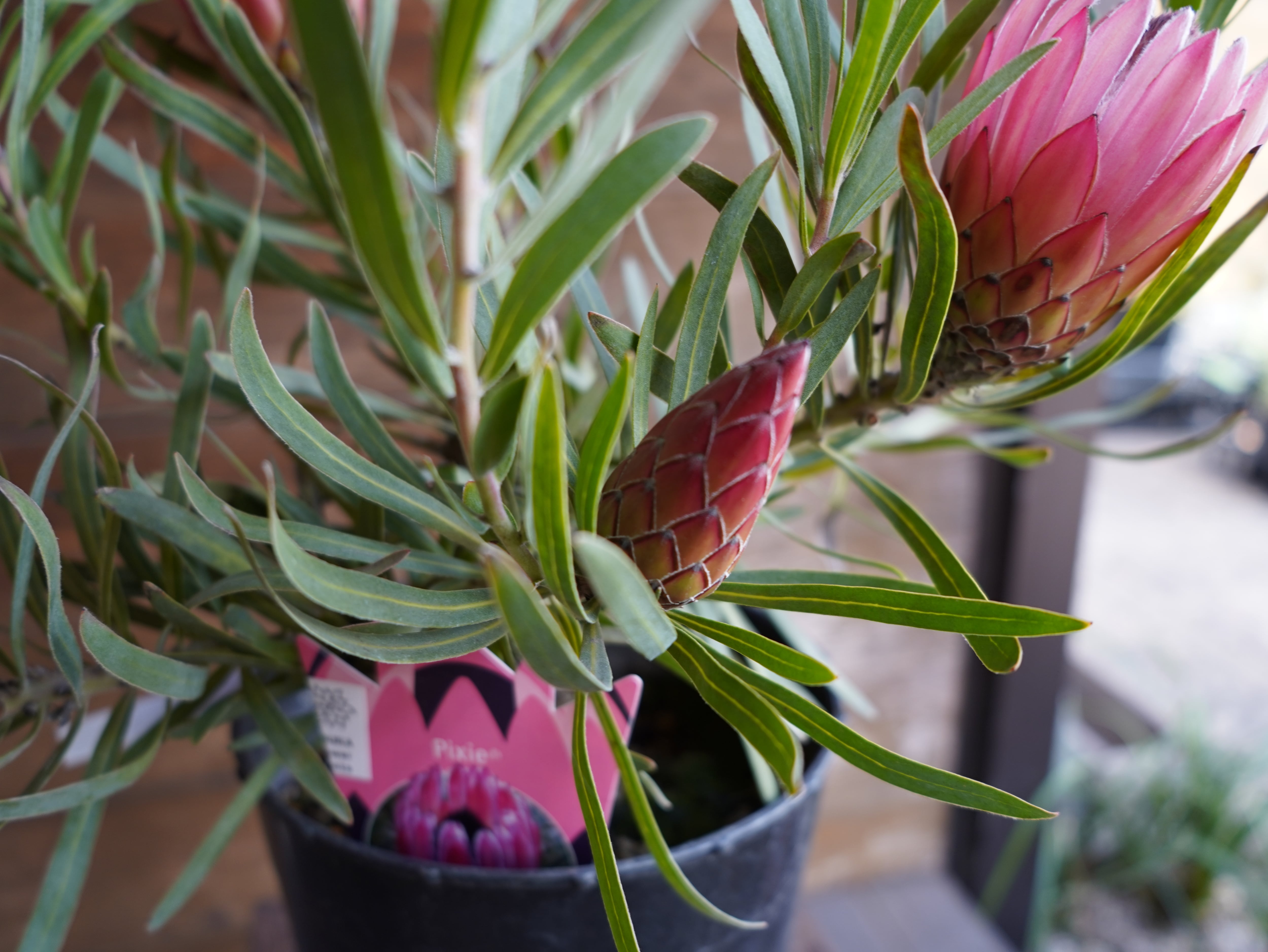 【現物】プロテア ”ピクシー”