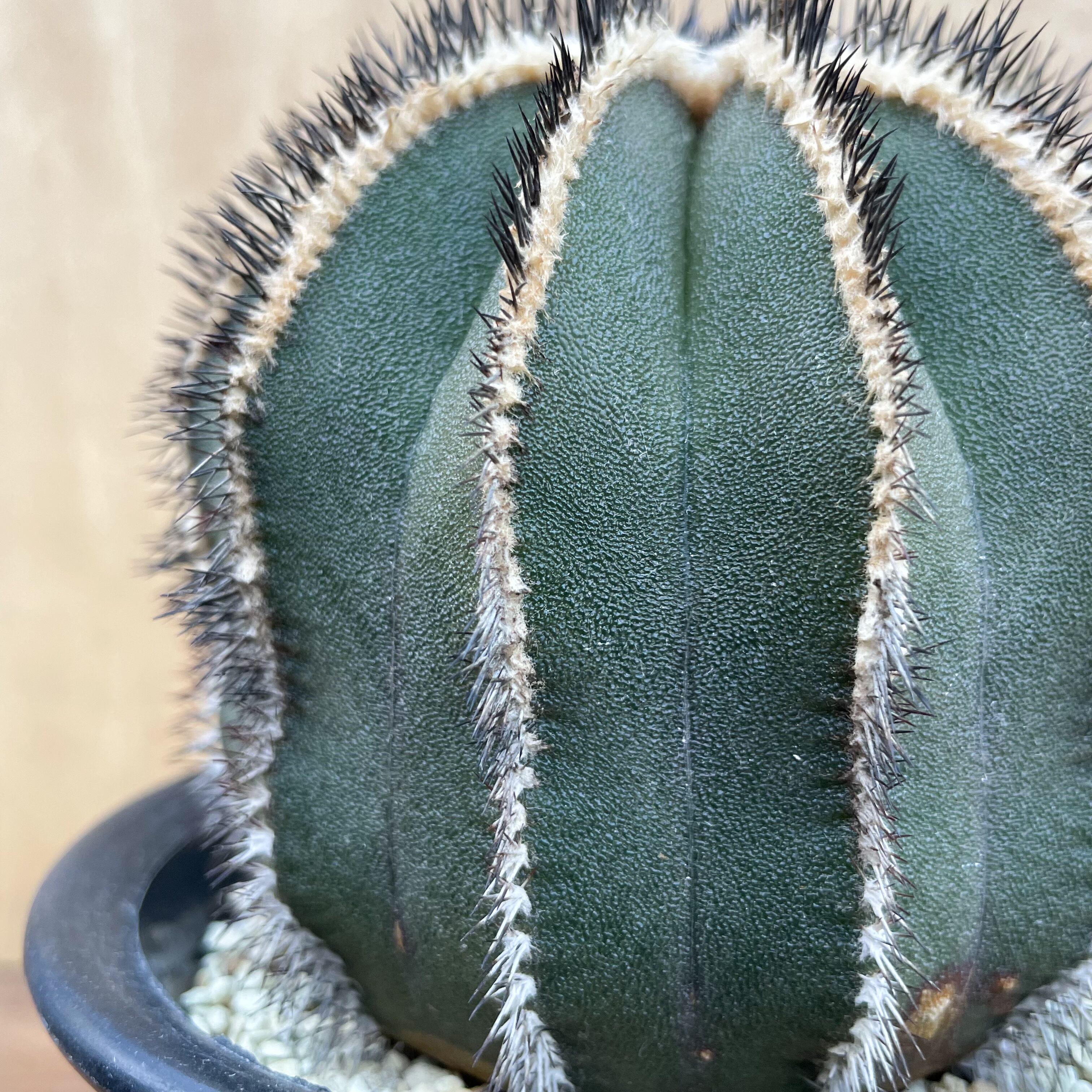 Uebelmannia pectinifera【ユーベルマニア・ペクチニフェラ・接木