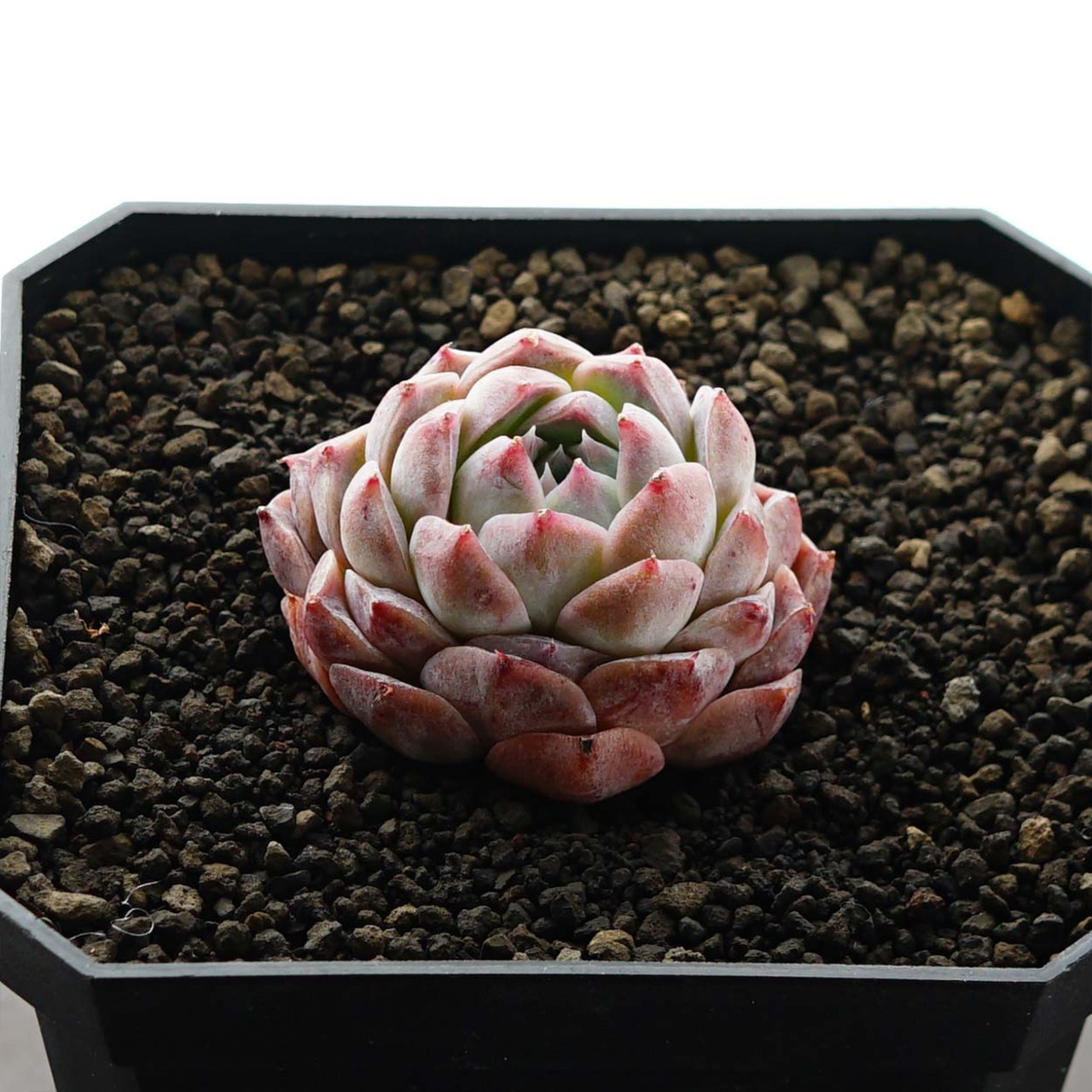 カット苗 ポセイドン 子株 Echeveria 'Poseidon'