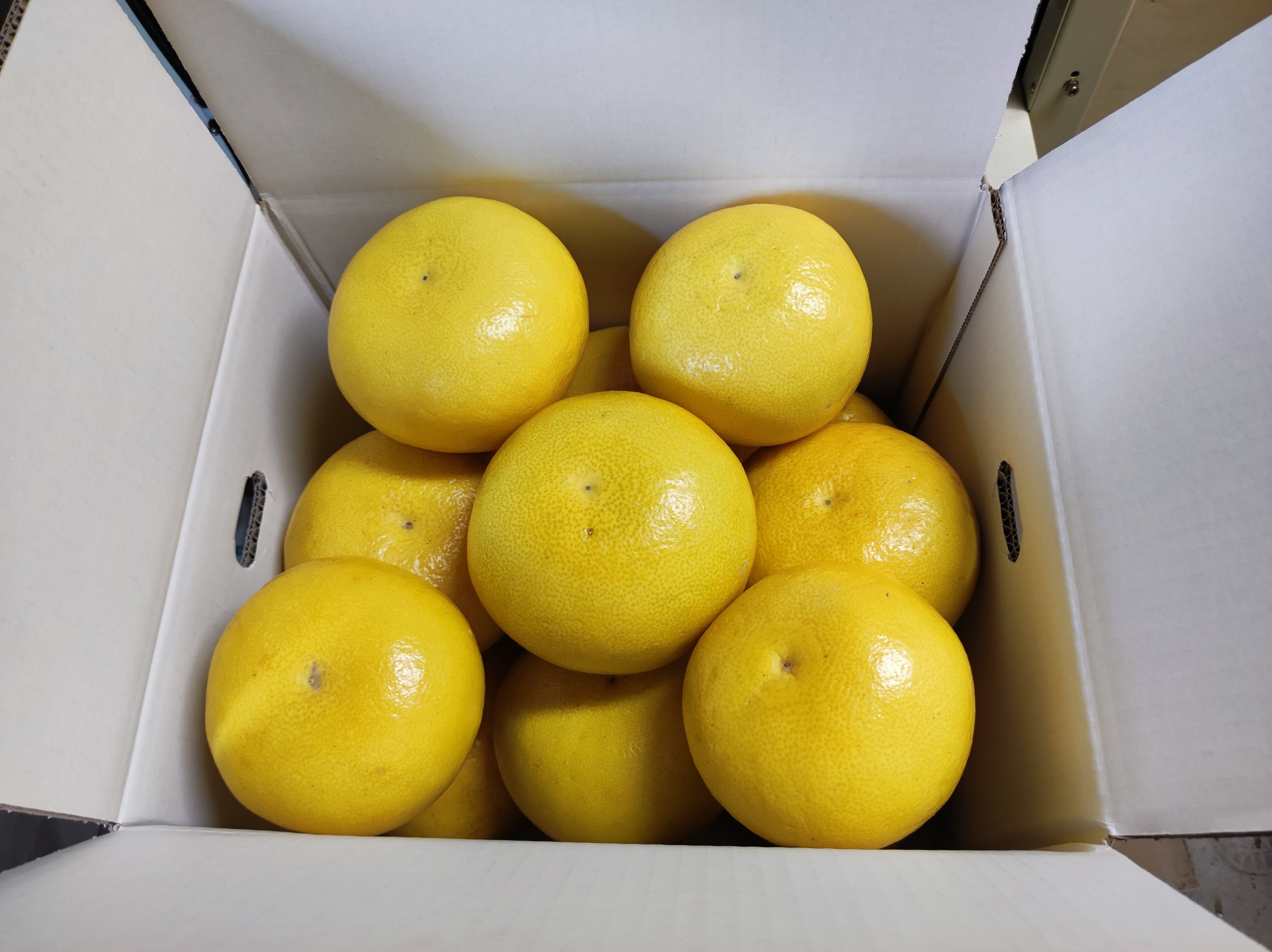 土佐文旦家庭用中玉20kg 送料別 | たまき農園