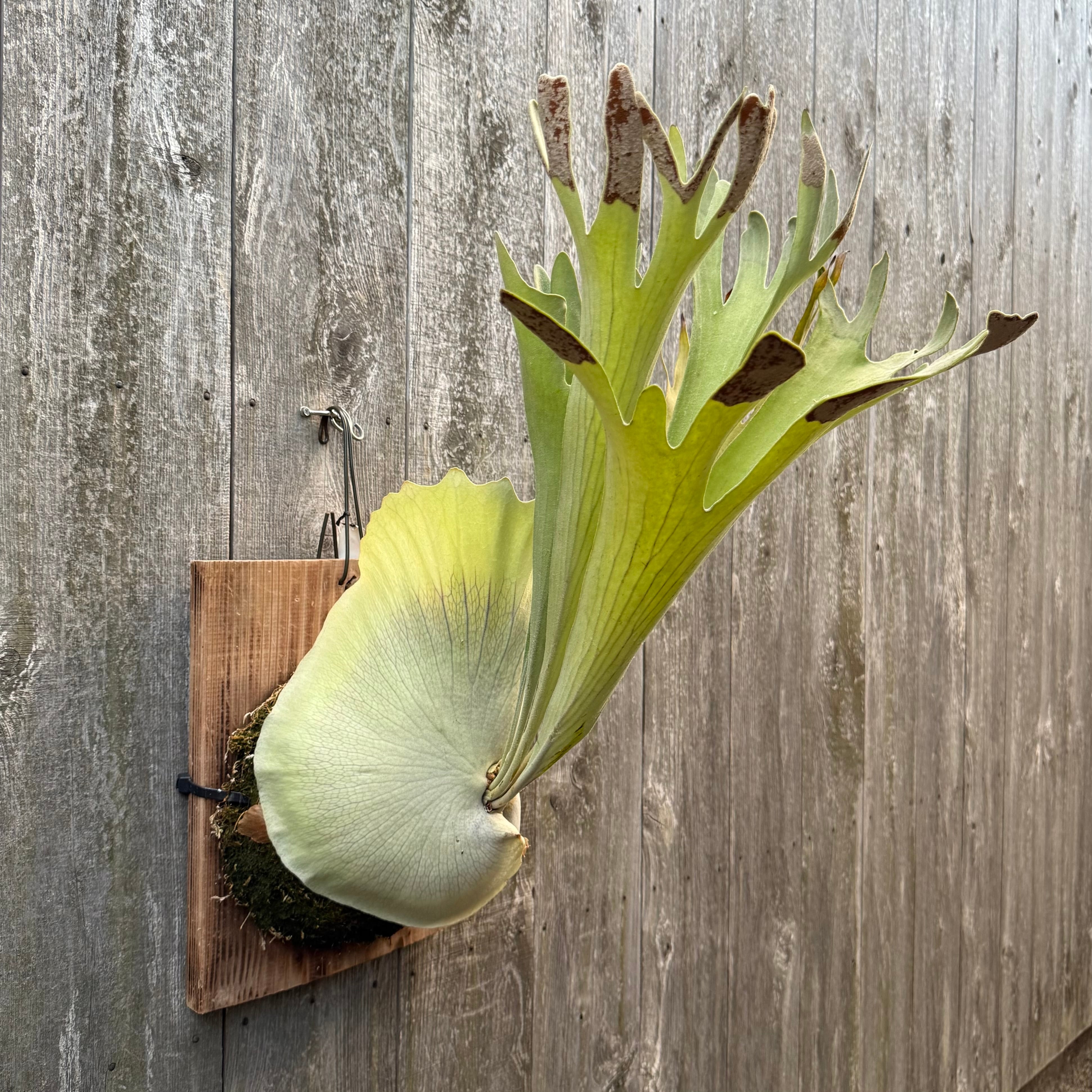 P. Yamata no Orochi (pup) | naturefix