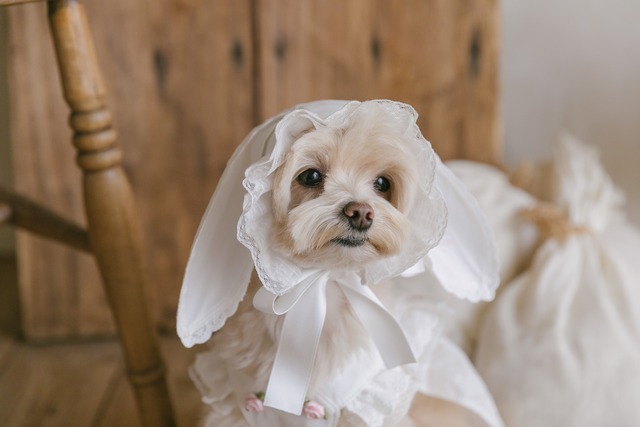 予約【kiki&nini】Apron Bunny Hat〔お名前刺繍〕